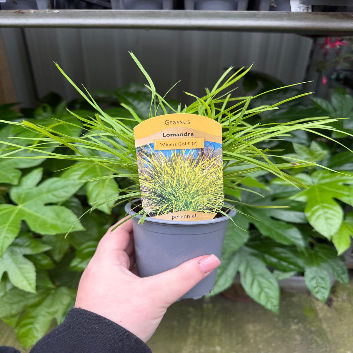 A hand holds a Lomandra longifolia &#39;Miner&#39;s Gold&#39; 9cm pot with a yellow label in the soil. The ornamental Australian grass sits in a small gray pot, with lush green plants visible in the background.