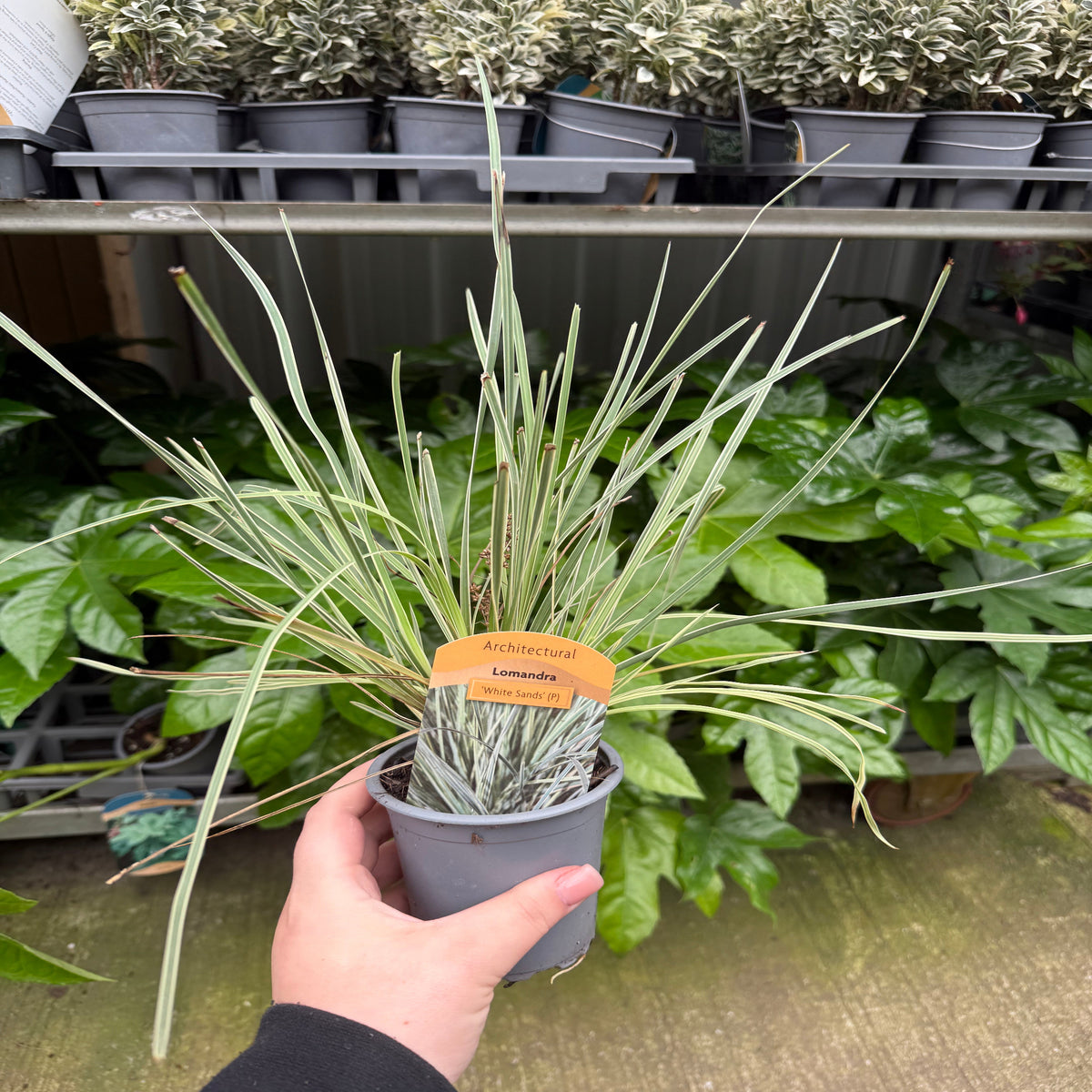 Lomandra longifolia &#39;White Sands&#39; 9cm