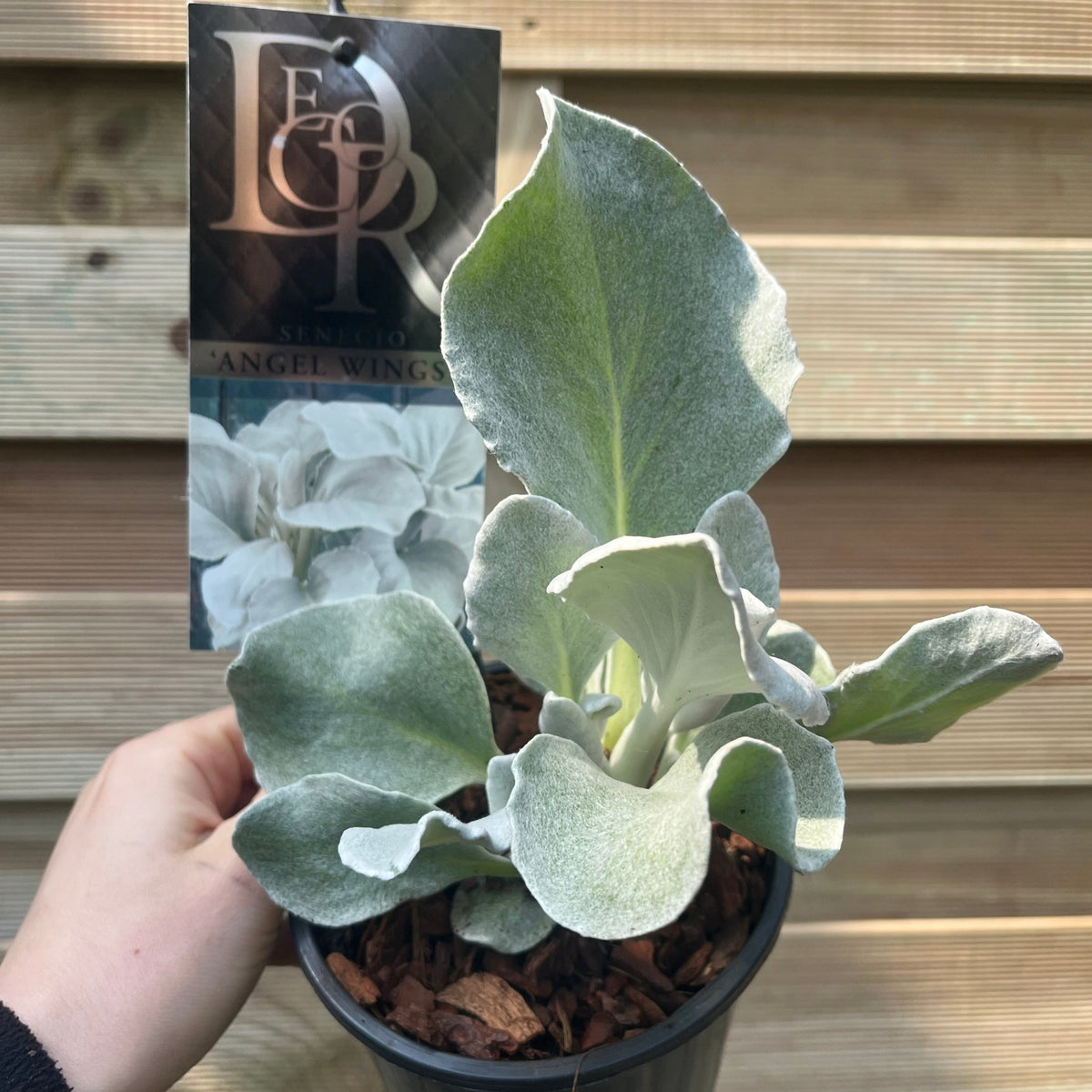 A hand holds a Senecio &#39;Angel Wings&#39; Evergreen (9cm/2L/5L) with large, velvety silver-gray leaves. A label displays this drought-tolerant perennial’s unique foliage. Warm wooden panels form the background.