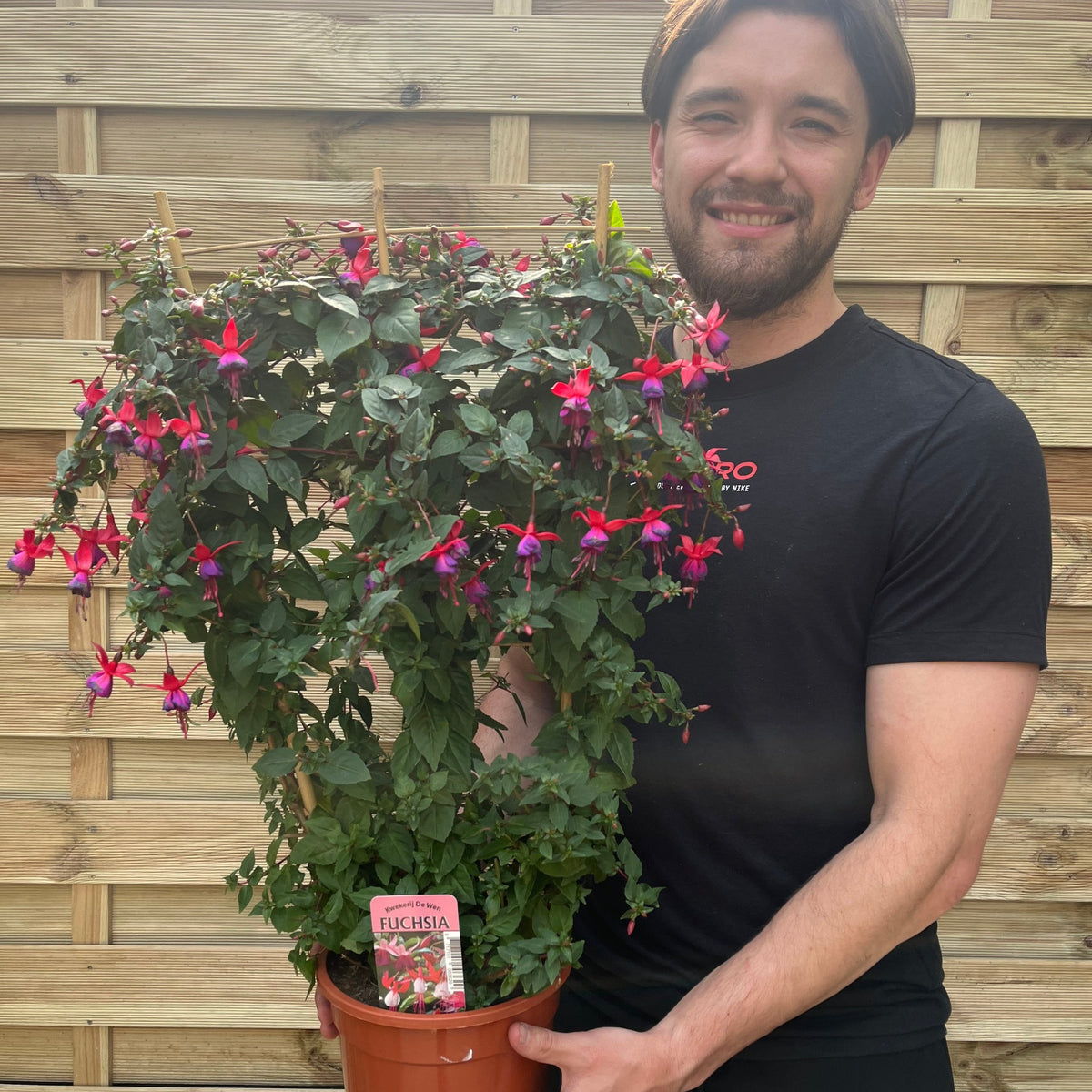 A smiling person in a black shirt holds a Fuchsia on Frame &#39;Kwekerij De Wen&#39; 3L, showcasing its vibrant pink and purple blooms—ideal for garden displays. A wooden fence is visible in the background.