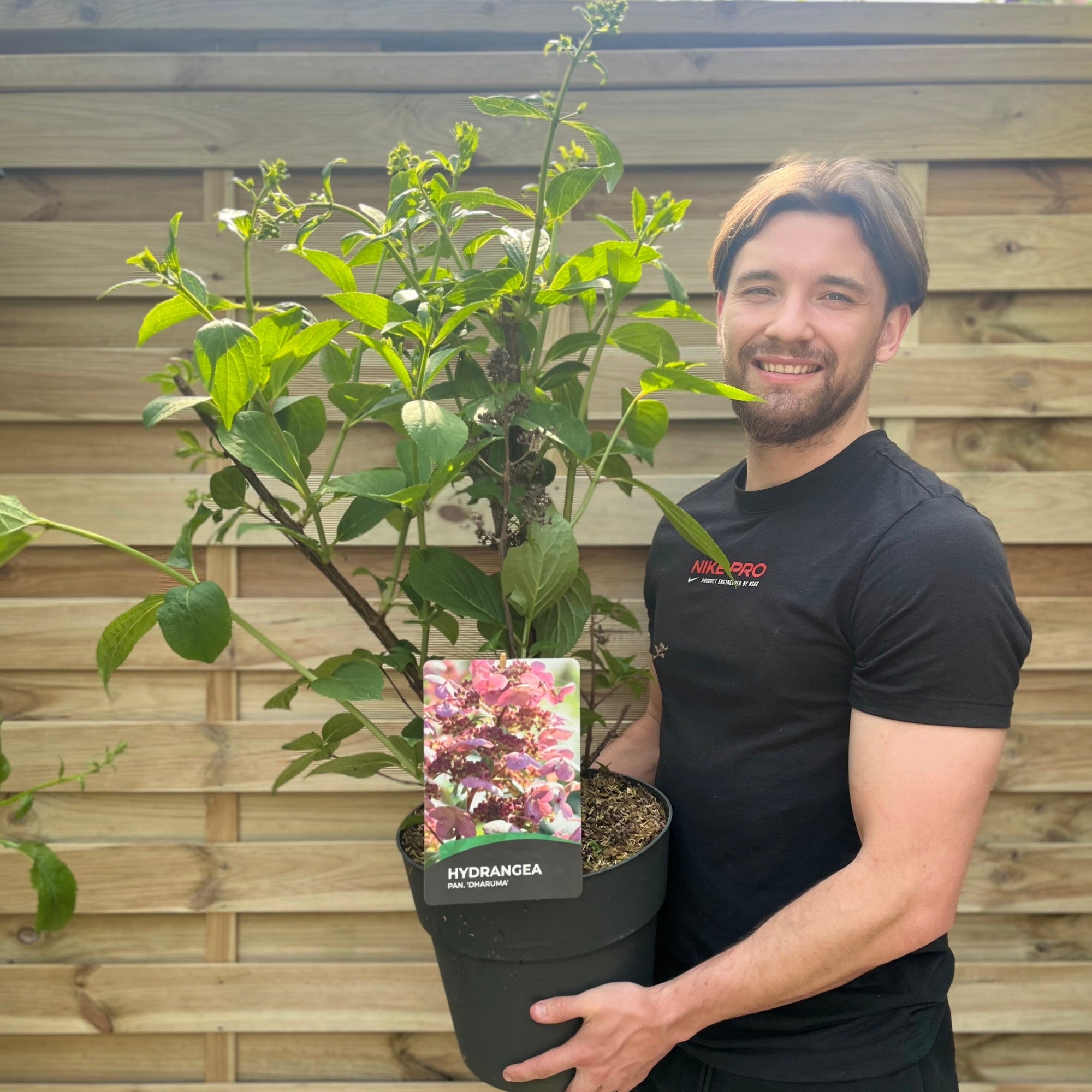 Hydrangea paniculata 'Dharuma' 9.5L