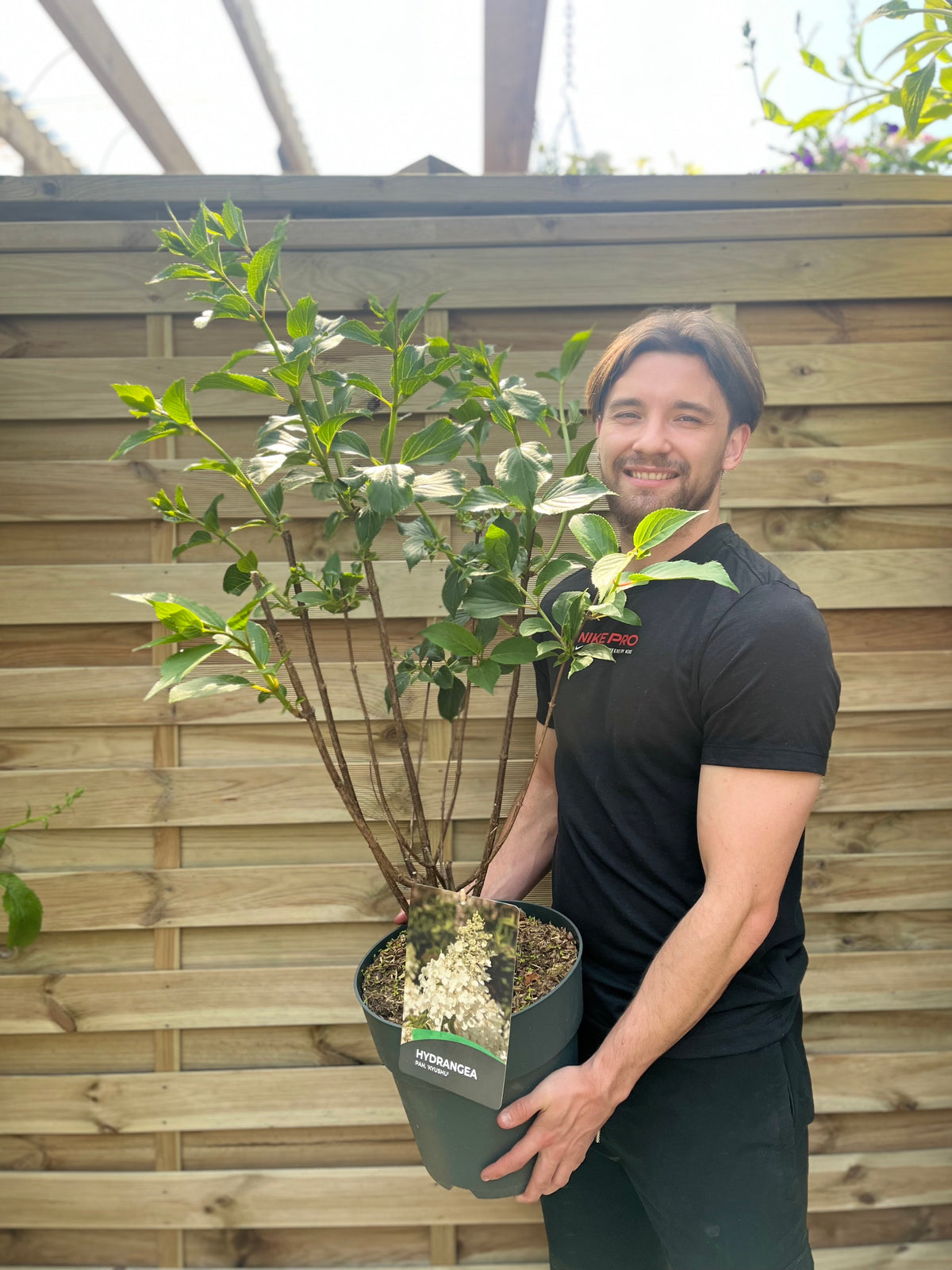 A smiling man in a black t-shirt holds a Hydrangea paniculata &#39;Kyushu&#39; 2/9.5L, displaying its large flower heads in front of a wooden fence on a sunny day.