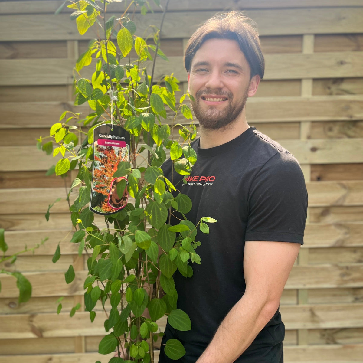 Cercidiphyllum japonicum Katsura 7.5L