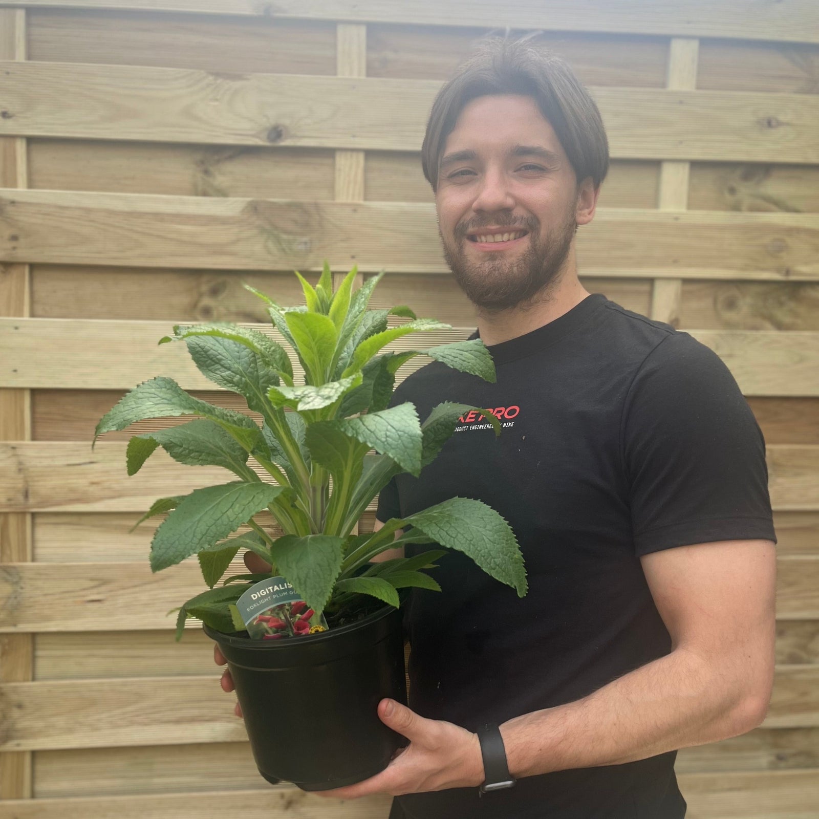 A smiling man with brown hair and a beard, in a black T-shirt, stands before a wooden fence holding a potted Foxgloves Digitalis 'Plum Gold' 3L perennial with broad green leaves.