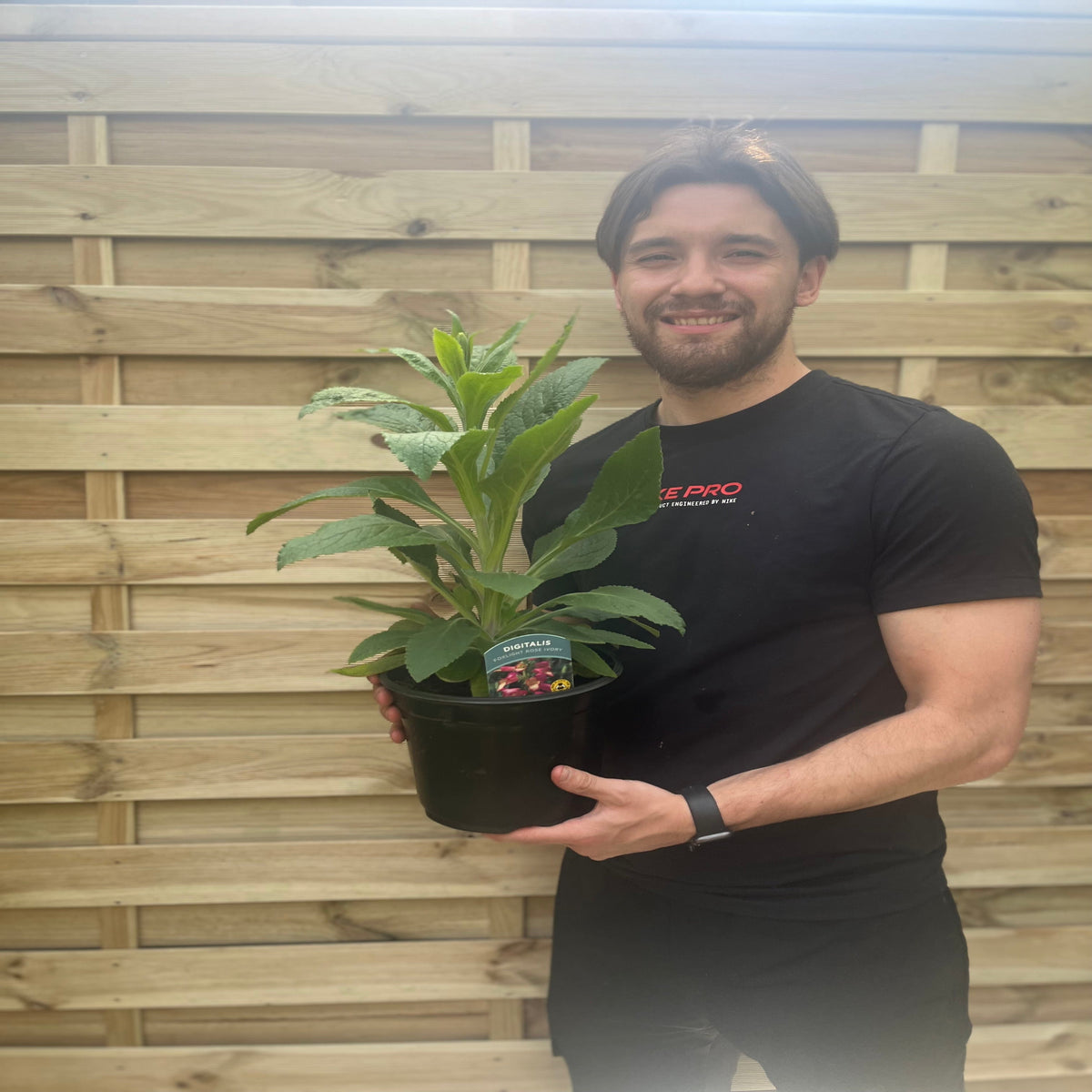 Foxgloves Digitalis &#39;Rose Ivory&#39; 3L