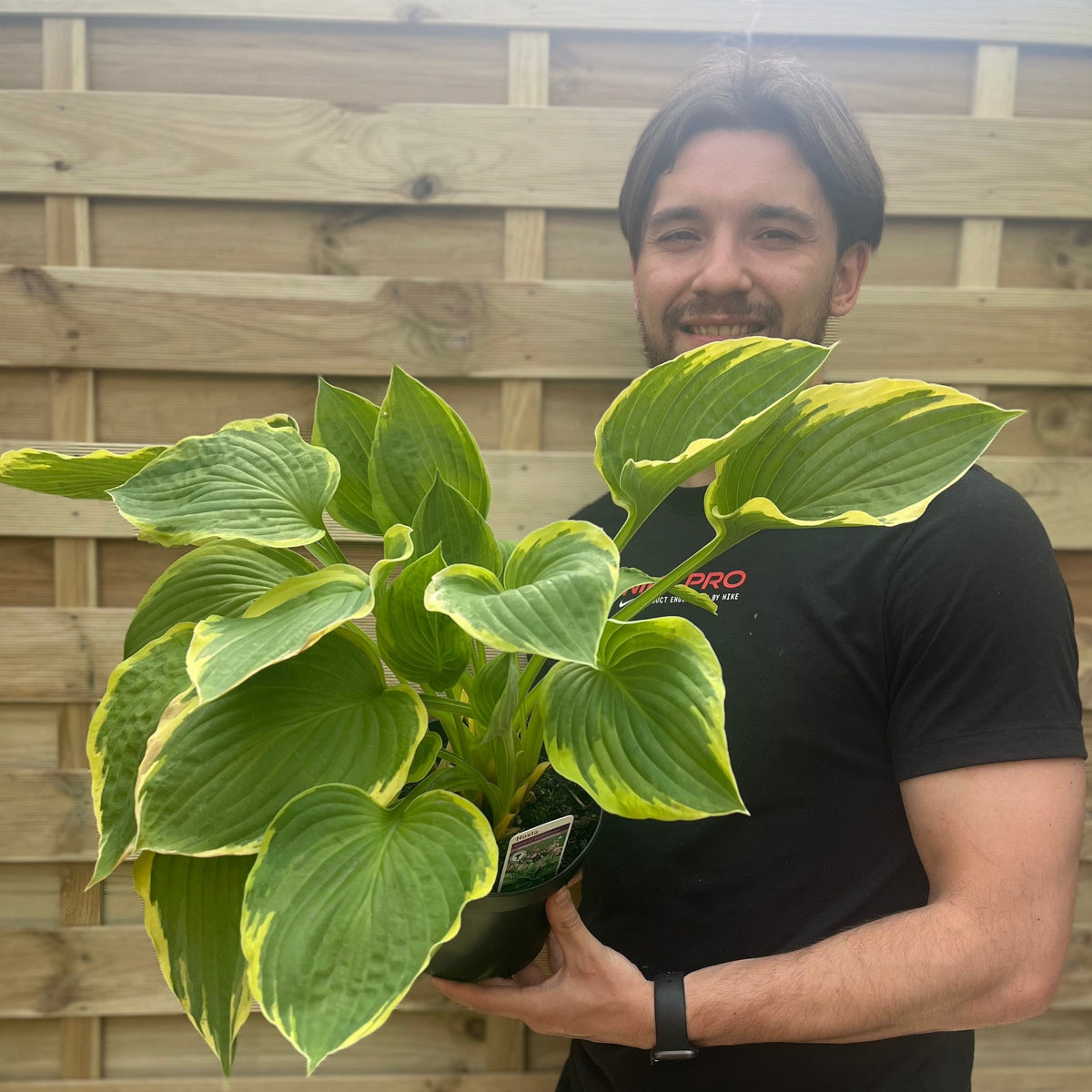 Hosta &#39;Aureomarginata&#39; 2L