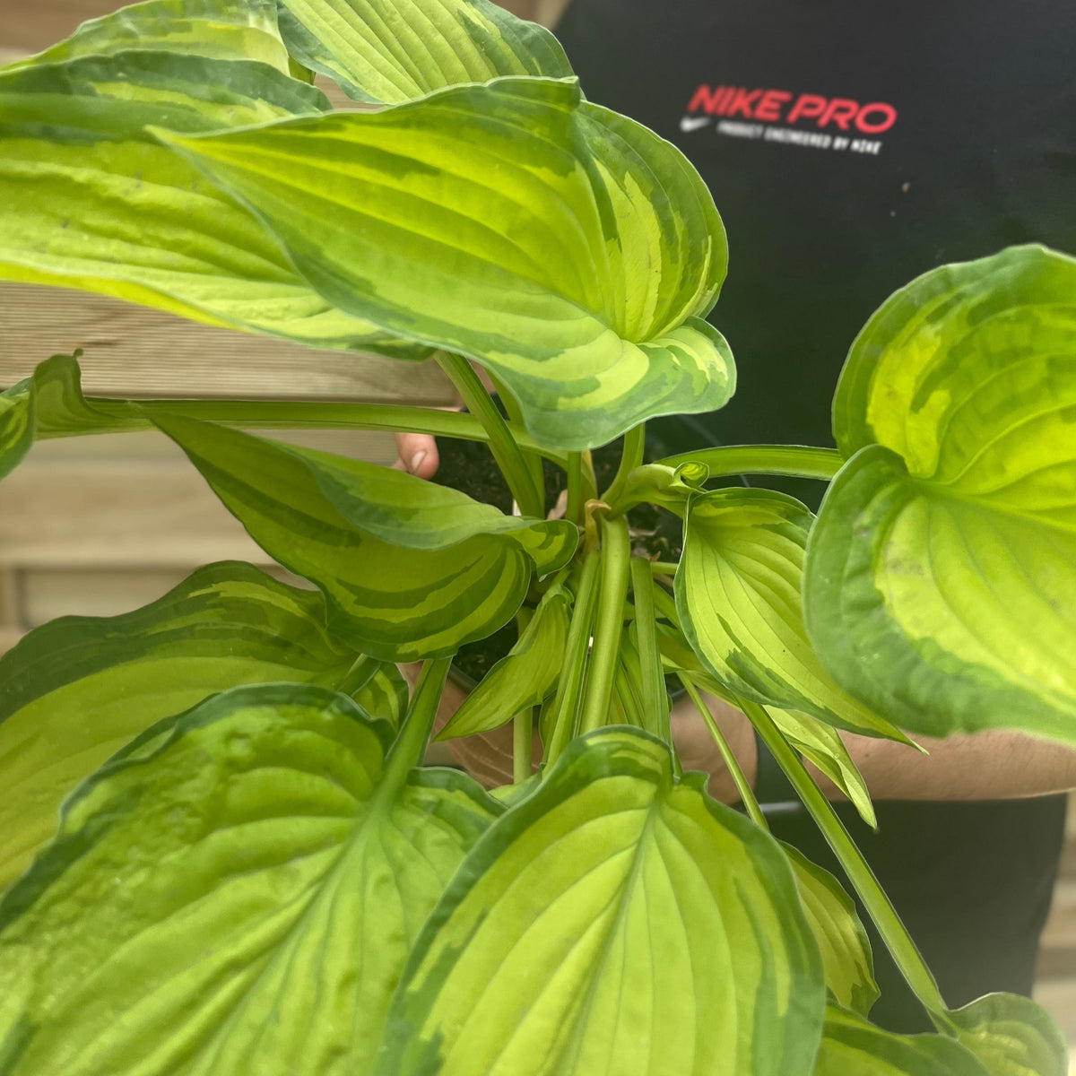 Person in a black Nike Pro shirt holds a Hosta &#39;Albopicta&#39; 2L. Its wide, vibrant leaves display striking light and dark green variegated patterns, making the healthy plant the main focus of the image.