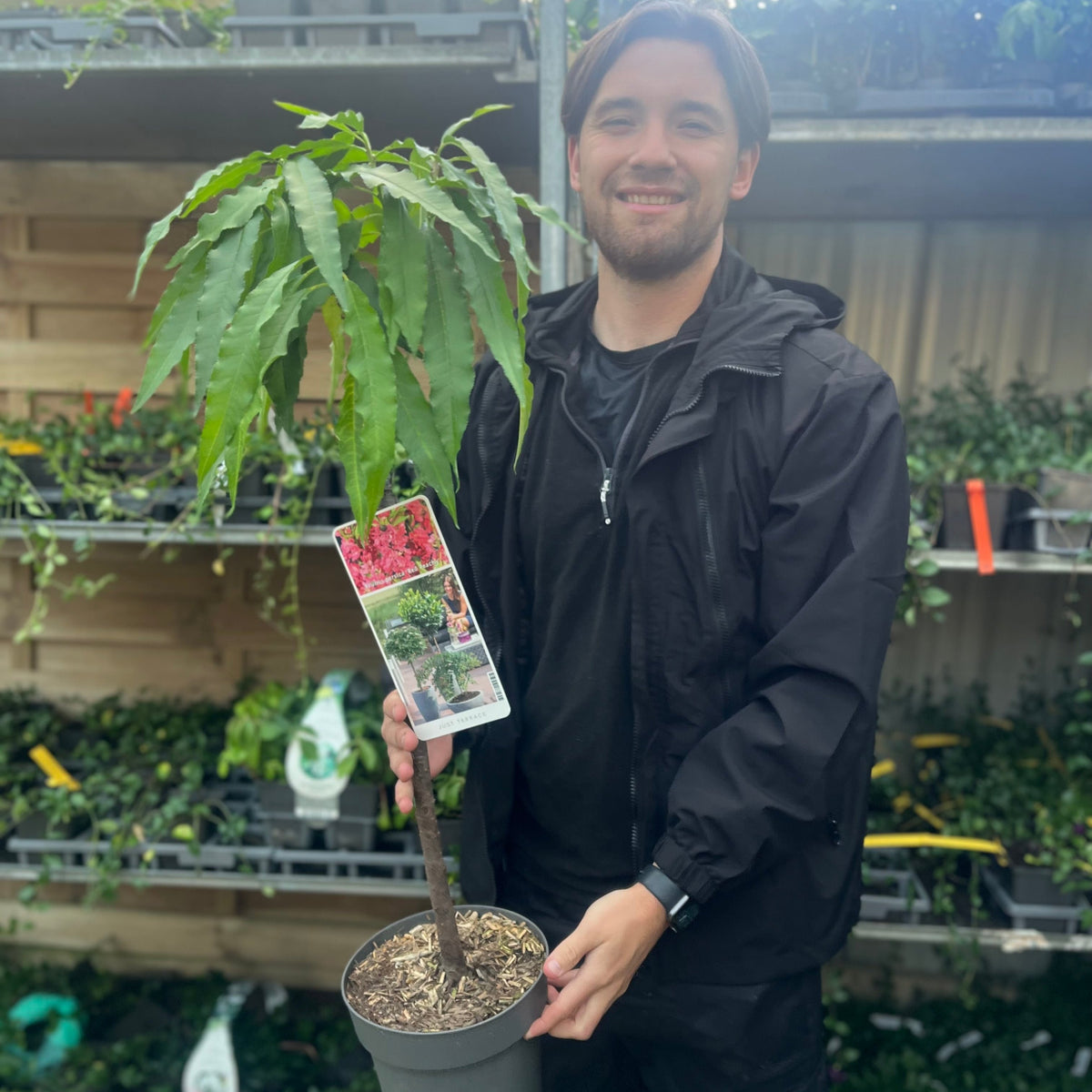 A person in black holds a Prunus Persica (Peach) &#39;Red Peachy&#39; Dwarf Blossom Tree, 80-90cm tall with long, narrow leaves, in front of plant shelves at a garden center; a label with plant info is attached to the pot.