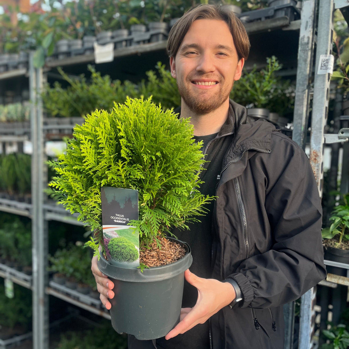 A smiling person in a black jacket holds a Thuja occidentalis &#39;Danica&#39; (2L/3L/10L) shrub at a garden center, with shelves of various plants visible in the background.