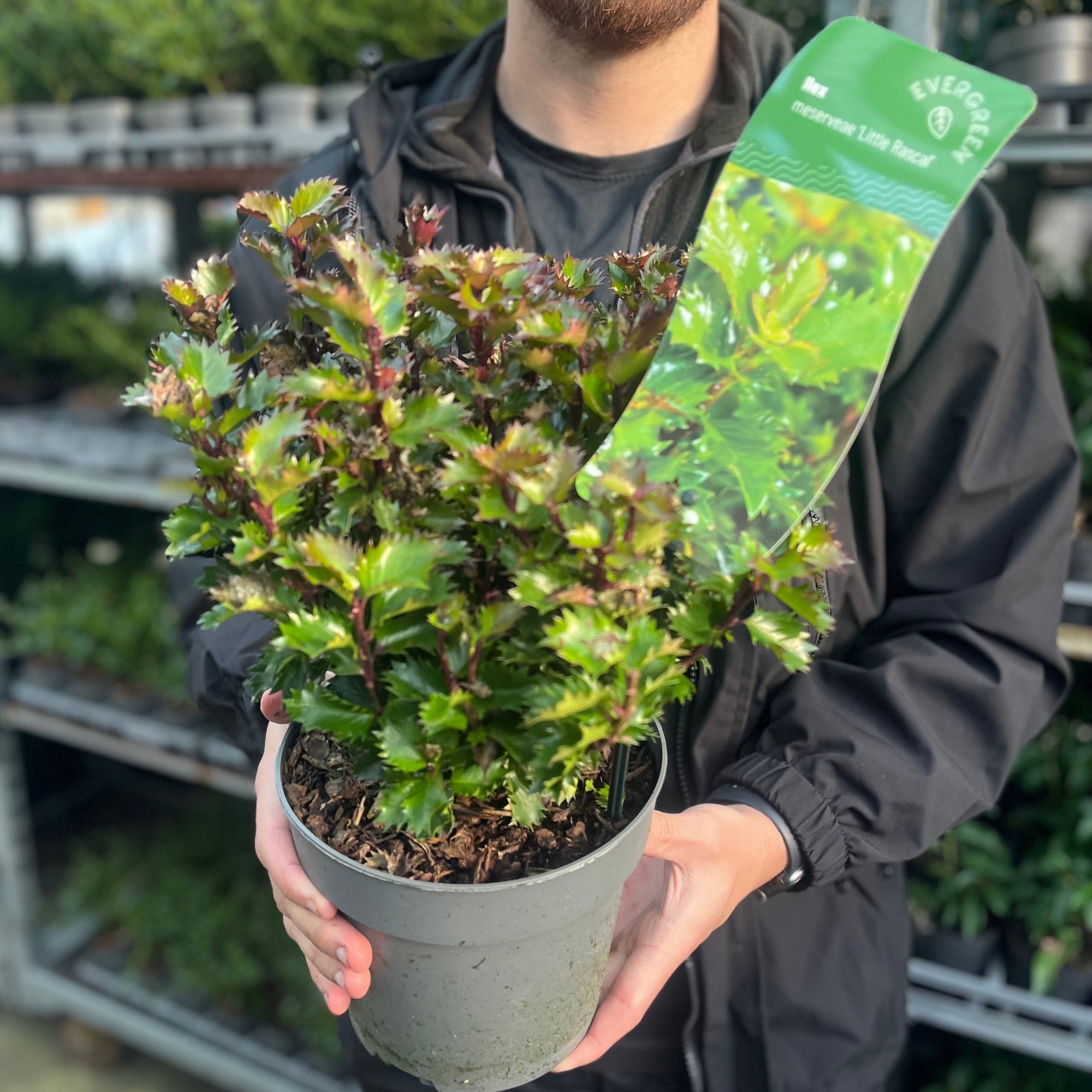 Ilex meserveae 'Little Rascal' Holly 2L