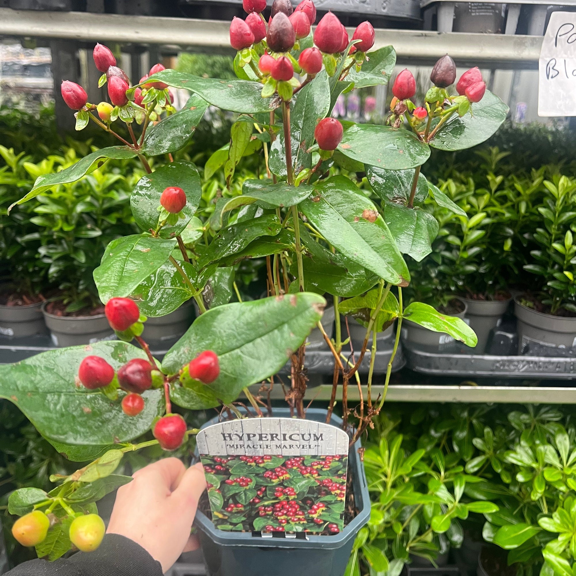 Hypericum 'Miracle Marvel' 2L