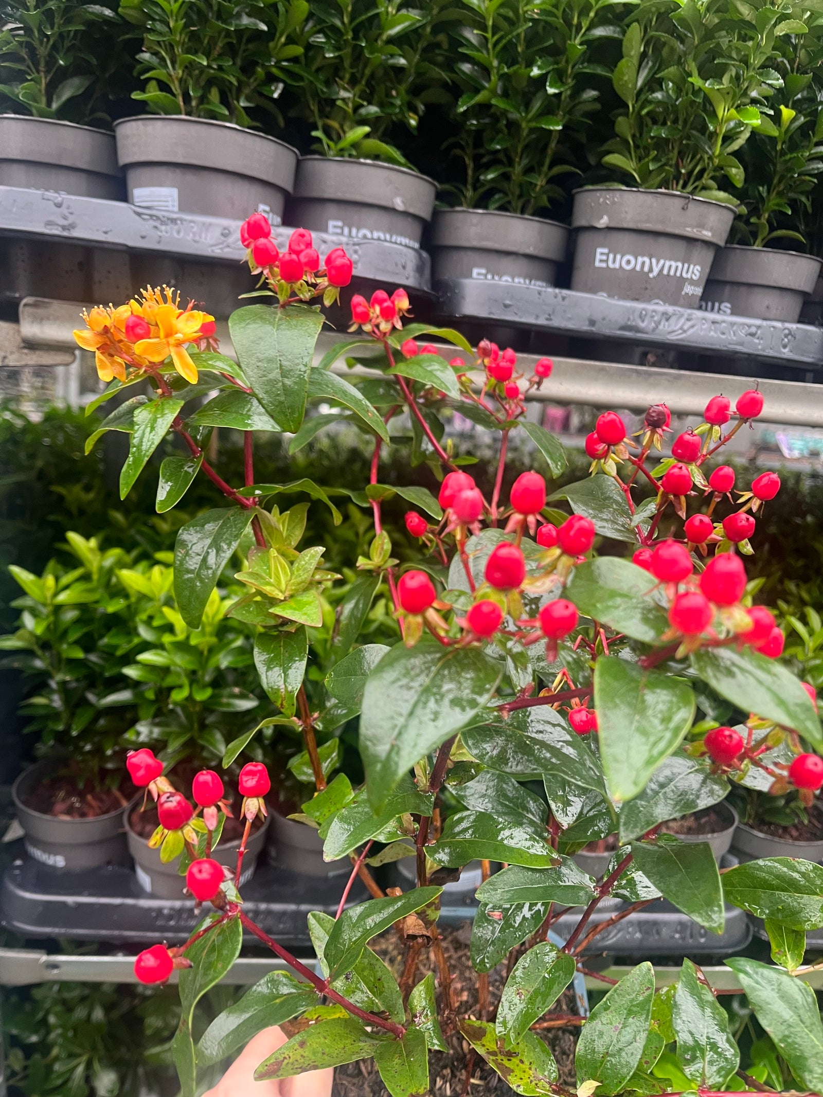 Hypericum 'Miracle Summer' 2L features bright yellow summer flowers with long stamens, ornamental red and yellow berries, and dark green oval leaves.