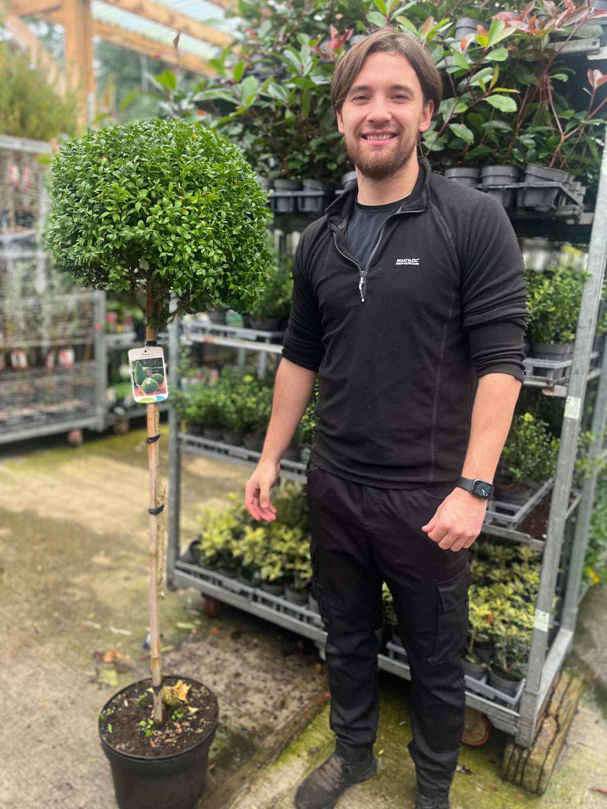 A smiling man in black stands beside a Buxus Topiary Ball on Stem (Buxus sempervirens Topiary, 80-90cm/160cm) at a garden center, surrounded by rows of plants and metal shelving in the background.