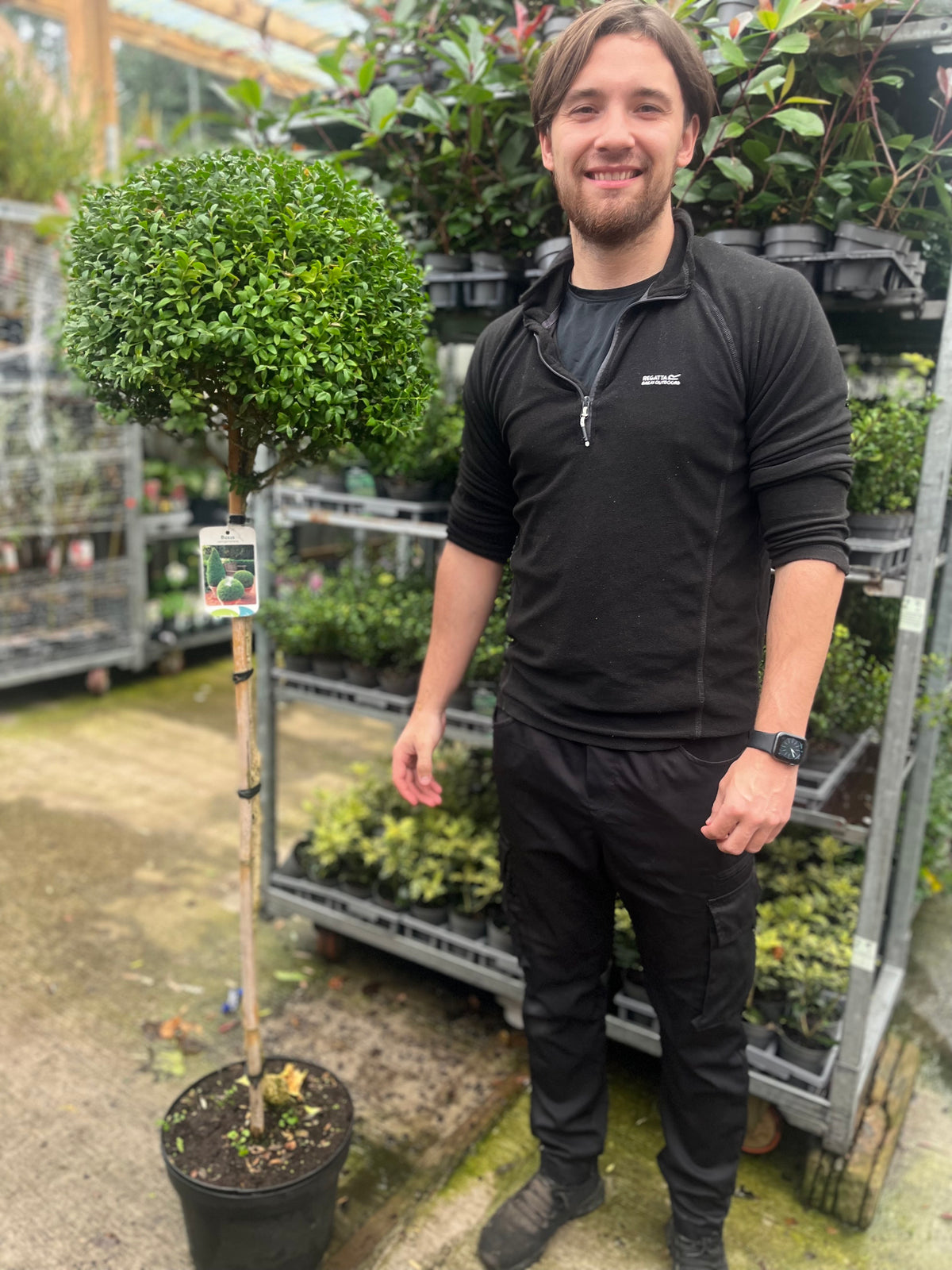 A smiling man in black stands by a Buxus Topiary Ball on Stem (Buxus sempervirens, 80-90cm/160cm) in a garden center, surrounded by green plants and metal shelving.