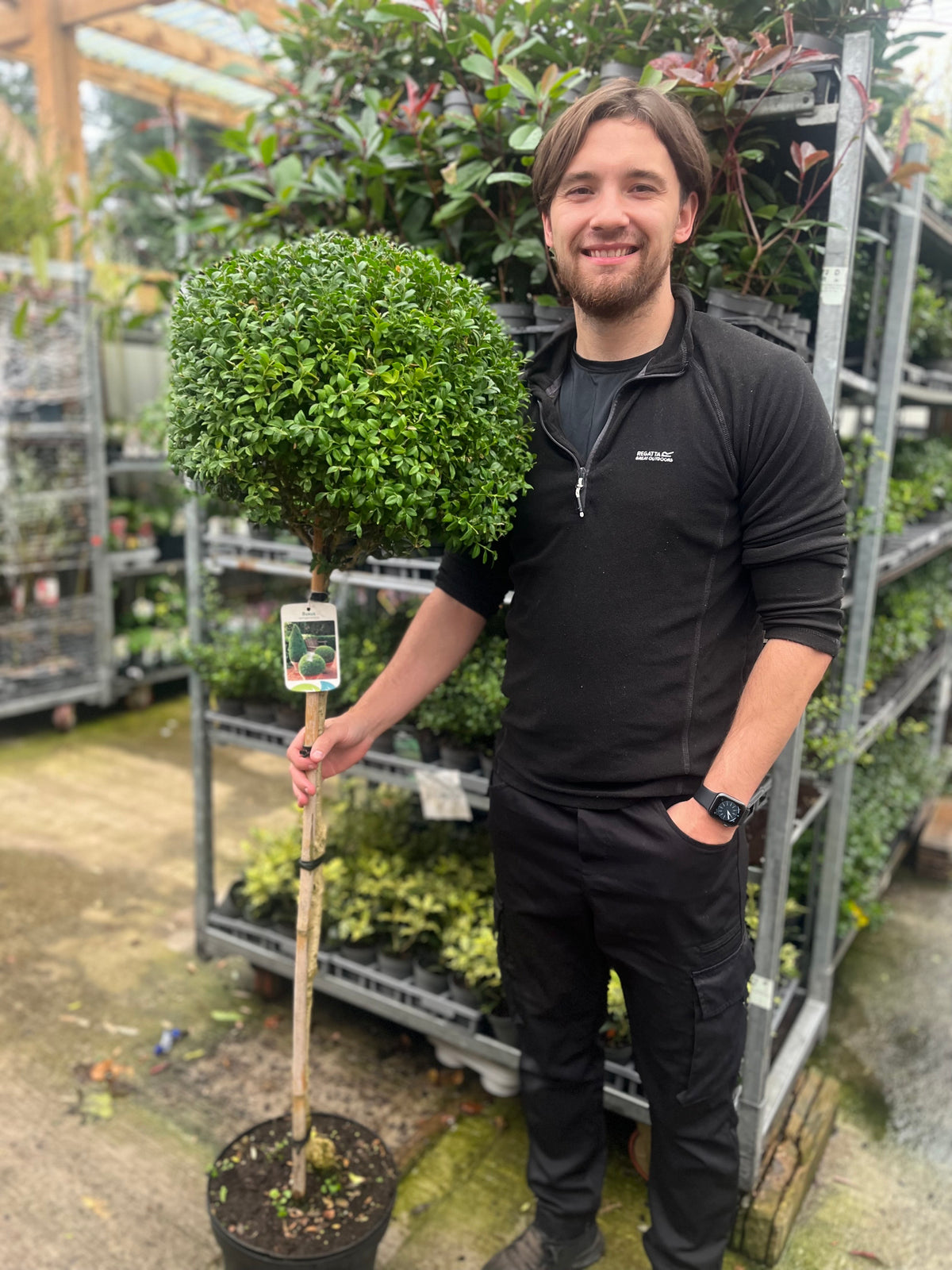 A smiling man in black holds a Buxus Topiary Ball on Stem (Buxus sempervirens Topiary, 80-90cm/160cm) in a plant nursery, with rows of common box plants and metal shelving visible behind him.