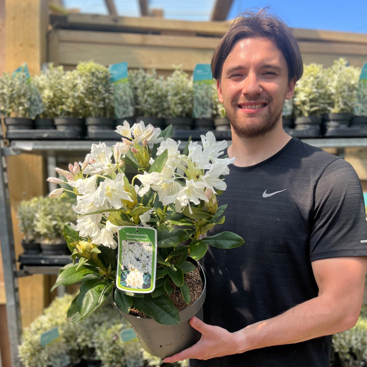 A man in a black Nike t-shirt smiles while holding a Rhododendron &#39;Cunninghams White&#39; 2L / 3L in an outdoor garden center, with shelves of more potted plants visible in the background.