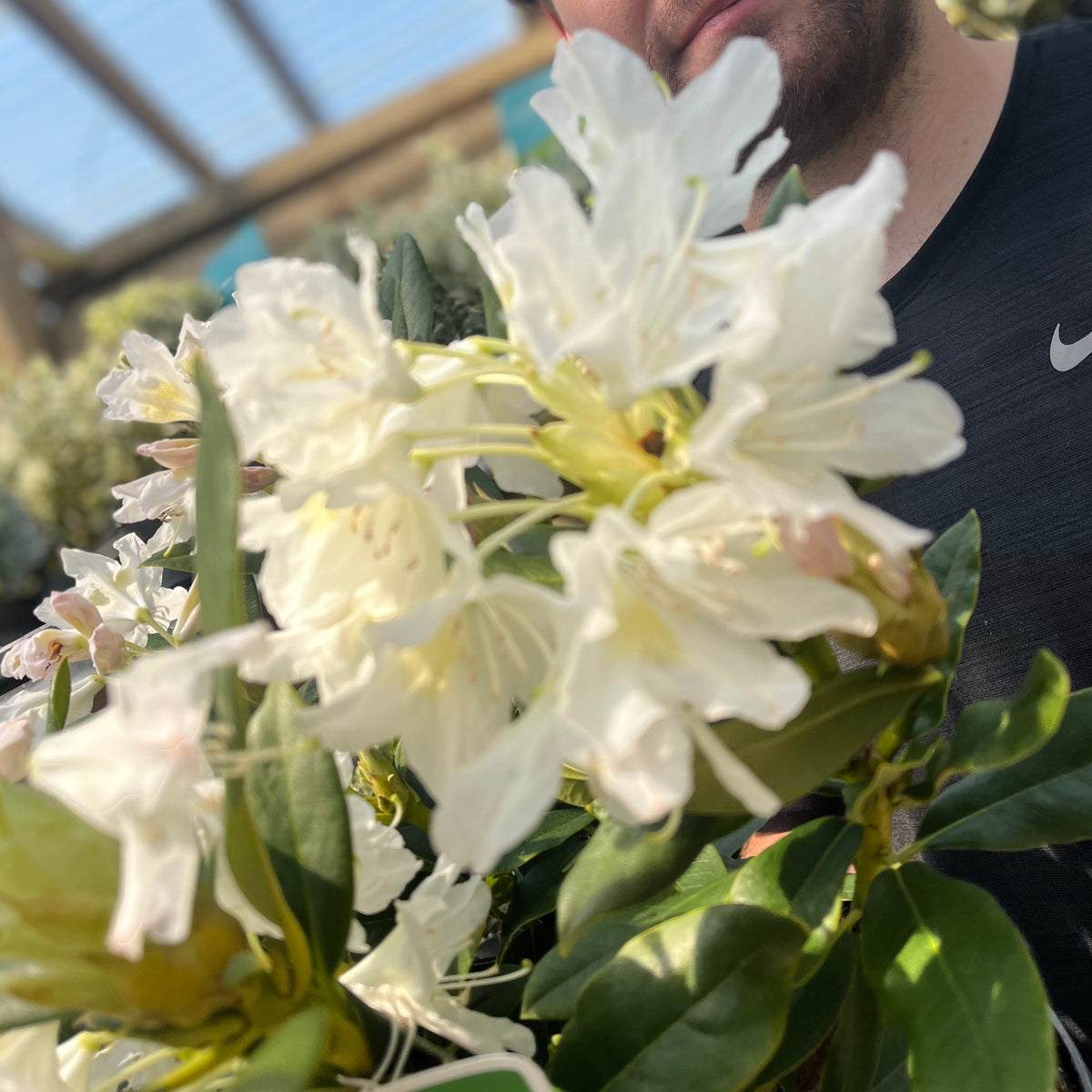 A close-up of Rhododendron &#39;Cunninghams White&#39; 2L / 3L blooms and green leaves in the foreground, partly hiding a bearded person in a black Nike shirt, standing in a bright indoor garden with evergreen shrubs.