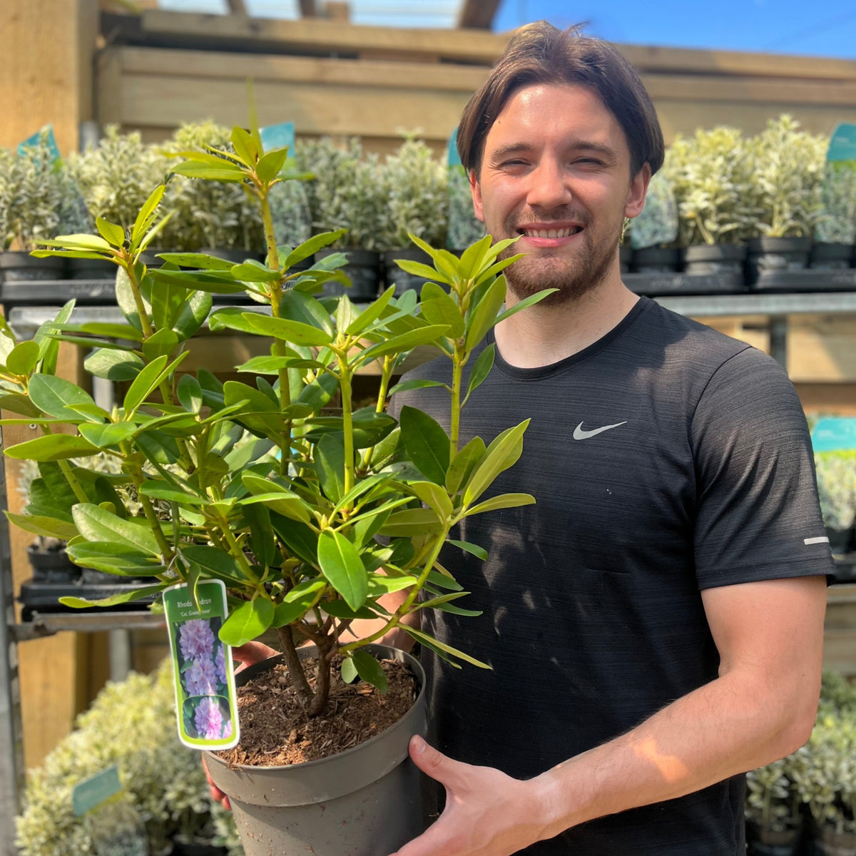 A man in a black shirt smiles while holding a Rhododendron &#39;Catawbiense Grandiflorum&#39; 3L with green leaves at a garden center, surrounded by shelves of other plants and evergreen shrubs.