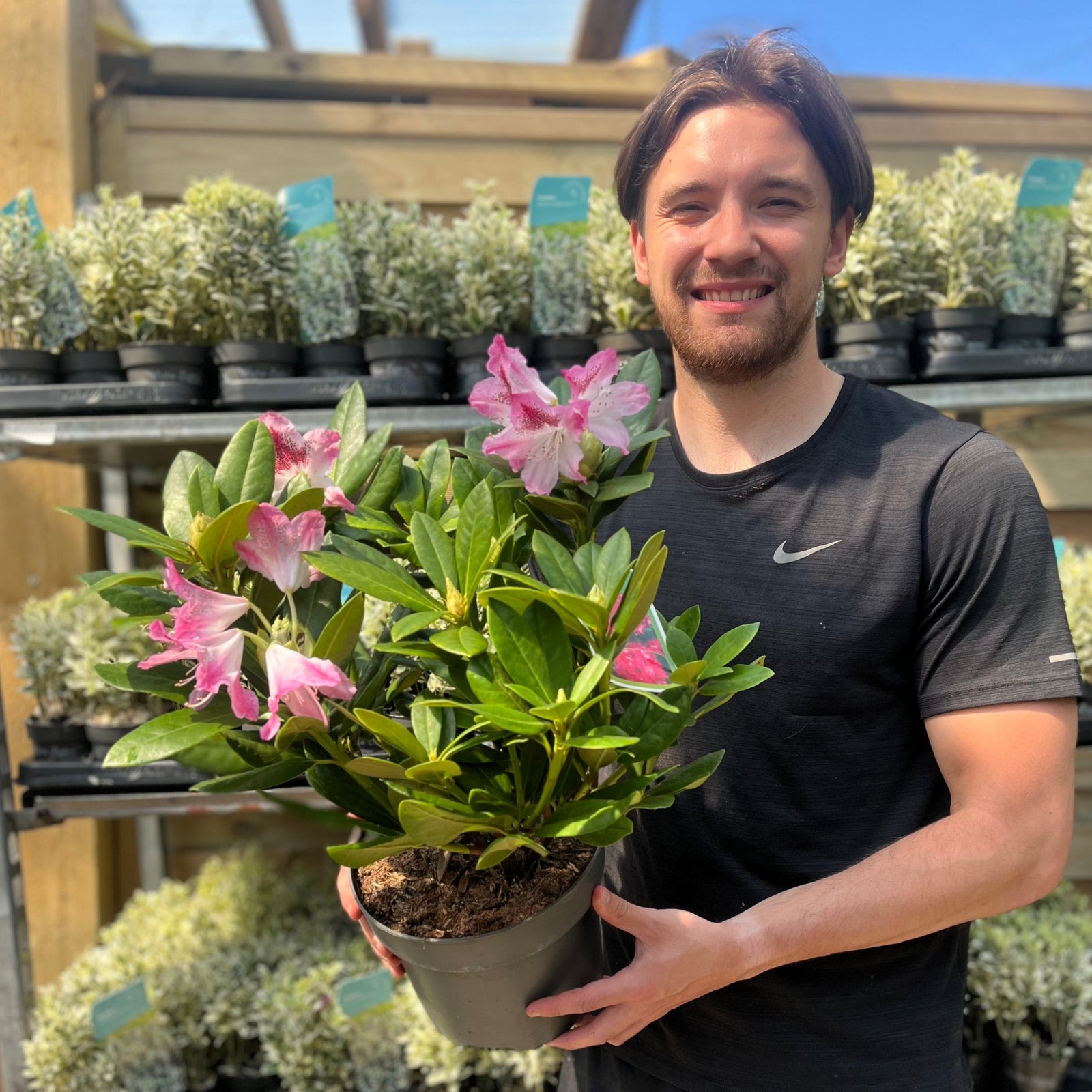 A close-up of vibrant light pink Rhododendron 'Cosmopolitan' 3L flowers in full bloom, set against green foliage and more pink blooms in the blurred background, highlighting the beauty of a spring garden.