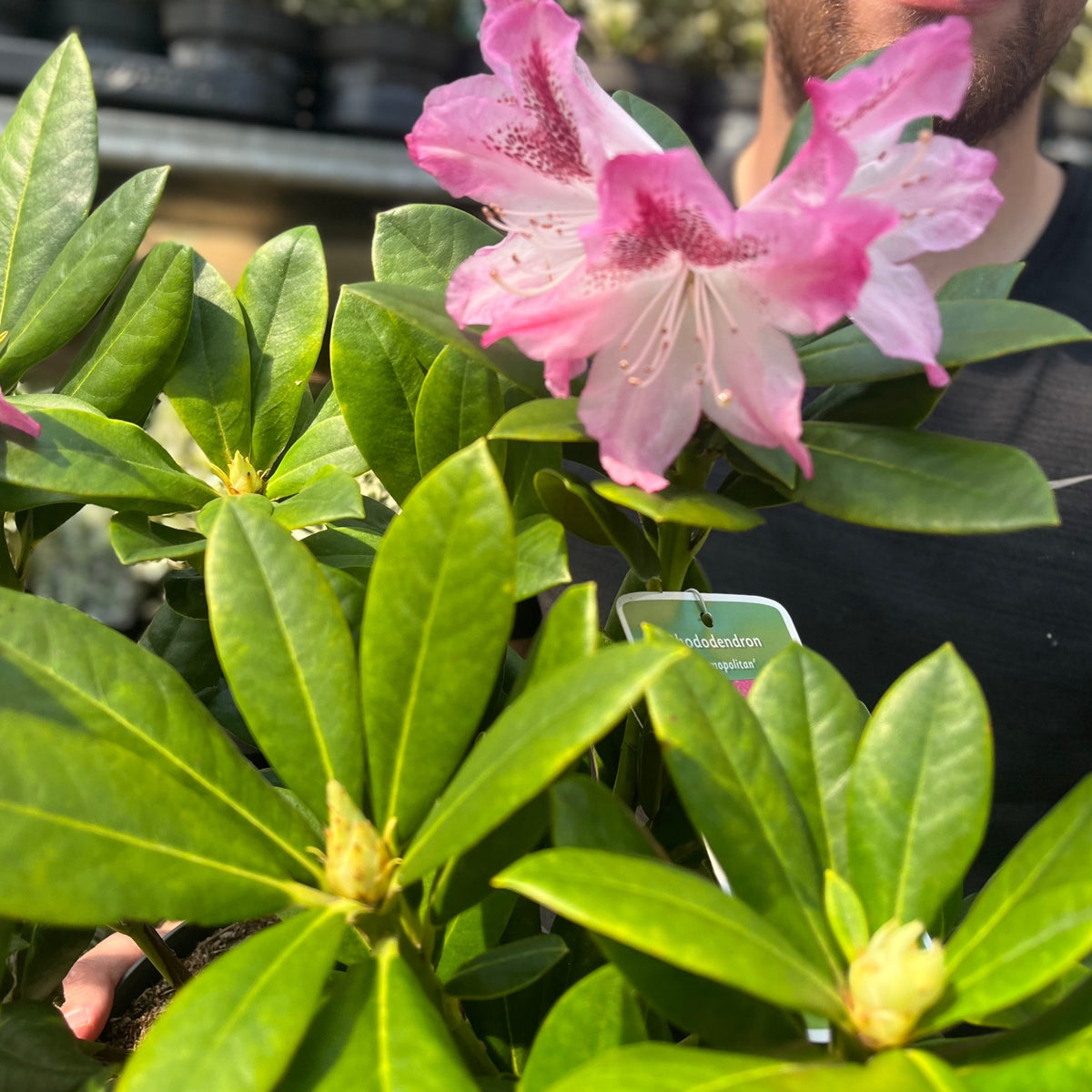 A person holds a Rhododendron &#39;Cosmopolitan&#39; 3L with glossy green leaves and a large, light pink bloom; buds and the label are visible, making it an ideal choice for spring gardens.