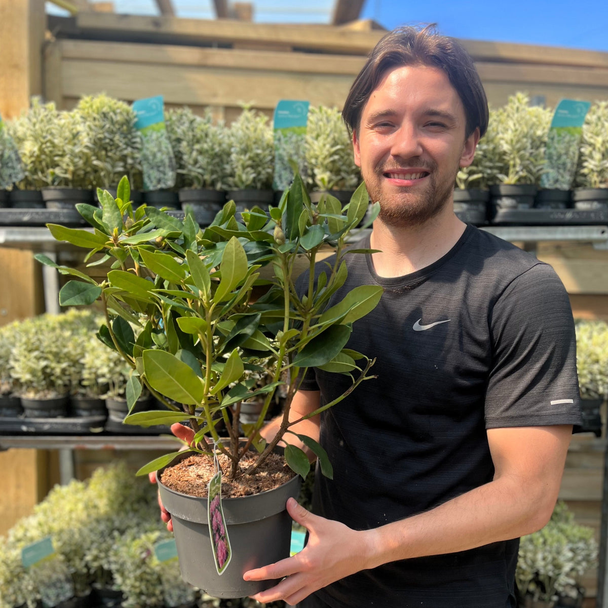 A smiling man in a black t-shirt holds a Rhododendron Roseum Elegans 2-5L in front of shelves of other potted plants at a garden center, sunlight streaming in overhead.