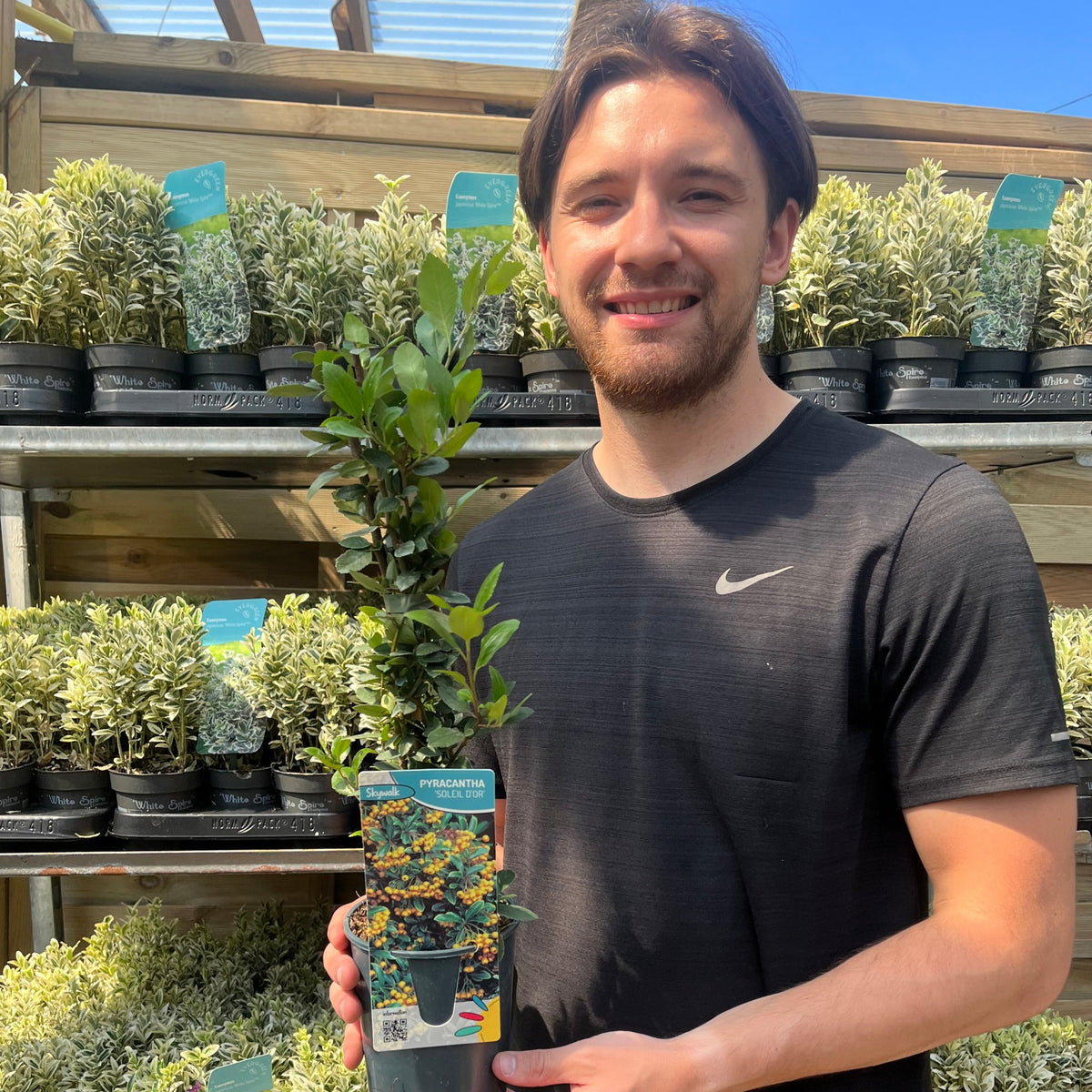 Pyracantha &#39;Soleil D&#39;or&#39; 1L/2L