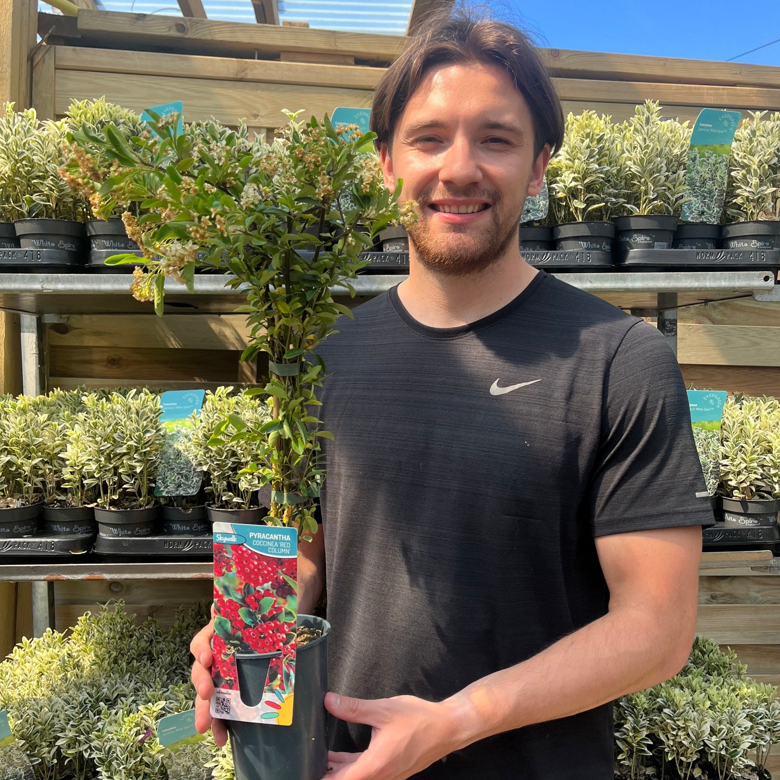 Clusters of bright red berries grow among glossy green leaves on the Pyracantha coccinea 'Red Column' 1L/2L, an evergreen shrub, with more berries and foliage softly blurred in the background.