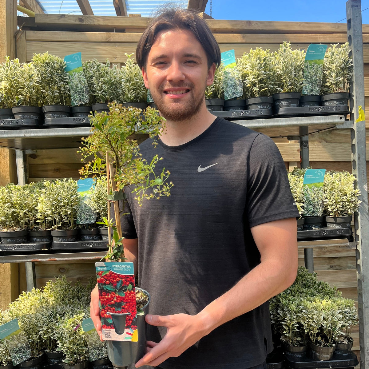 A man in a black Nike shirt smiles and holds a Pyracantha coccinea &#39;Orange Glow&#39; 1L/2L, an evergreen shrub, in a garden center with rows of other plants on shelves behind him.