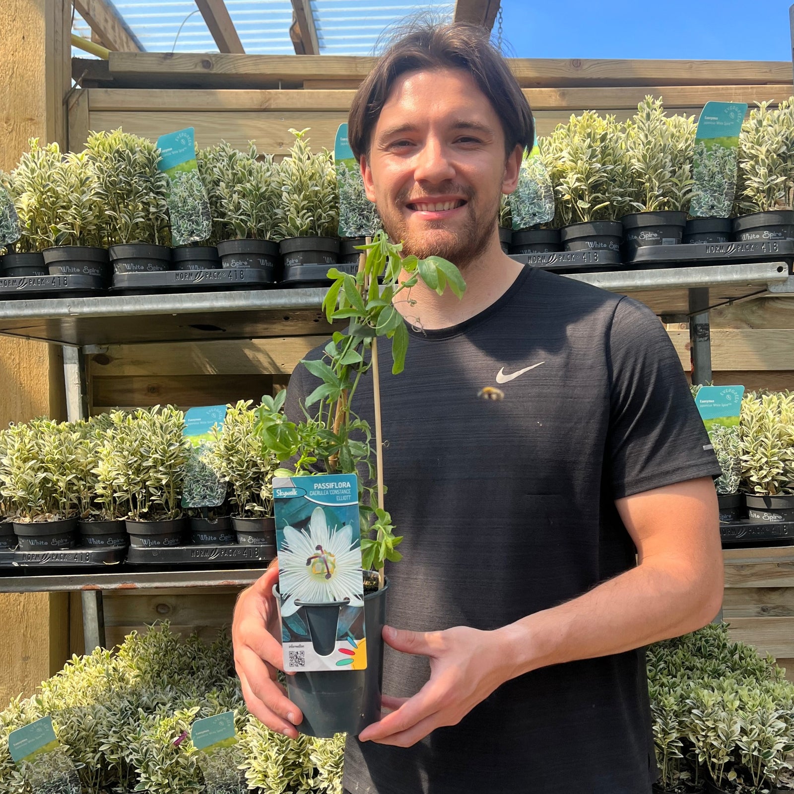 A smiling man in a black T-shirt holds a Passionflower Climber 'Constance Elliot' (60cm) at a garden center, with shelves of leafy plants in the background.