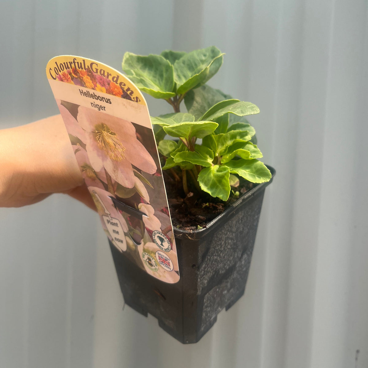 A hand holds a small black pot with green Helleborus nyger &#39;Christmas Carol&#39; (Christmas Rose, Hellebore, 9cm–2L available), featuring a label with a pink flower and the text &quot;Colourful Gardens Helleborus niger&quot; against a light background.