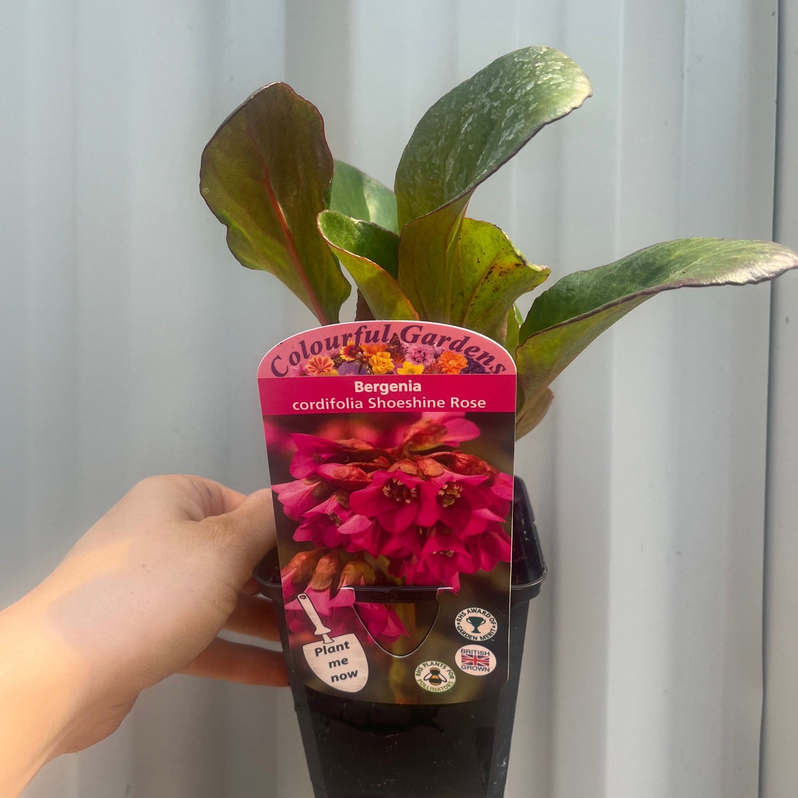 A hand holds a Bergenia cordifolia 'Shoeshine Rose' (Elephant's Ears) in a 9cm pot, an evergreen perennial with green leaves. The label shows bright pink flowers, "Colourful Gardens," "Plant now," and care symbols.