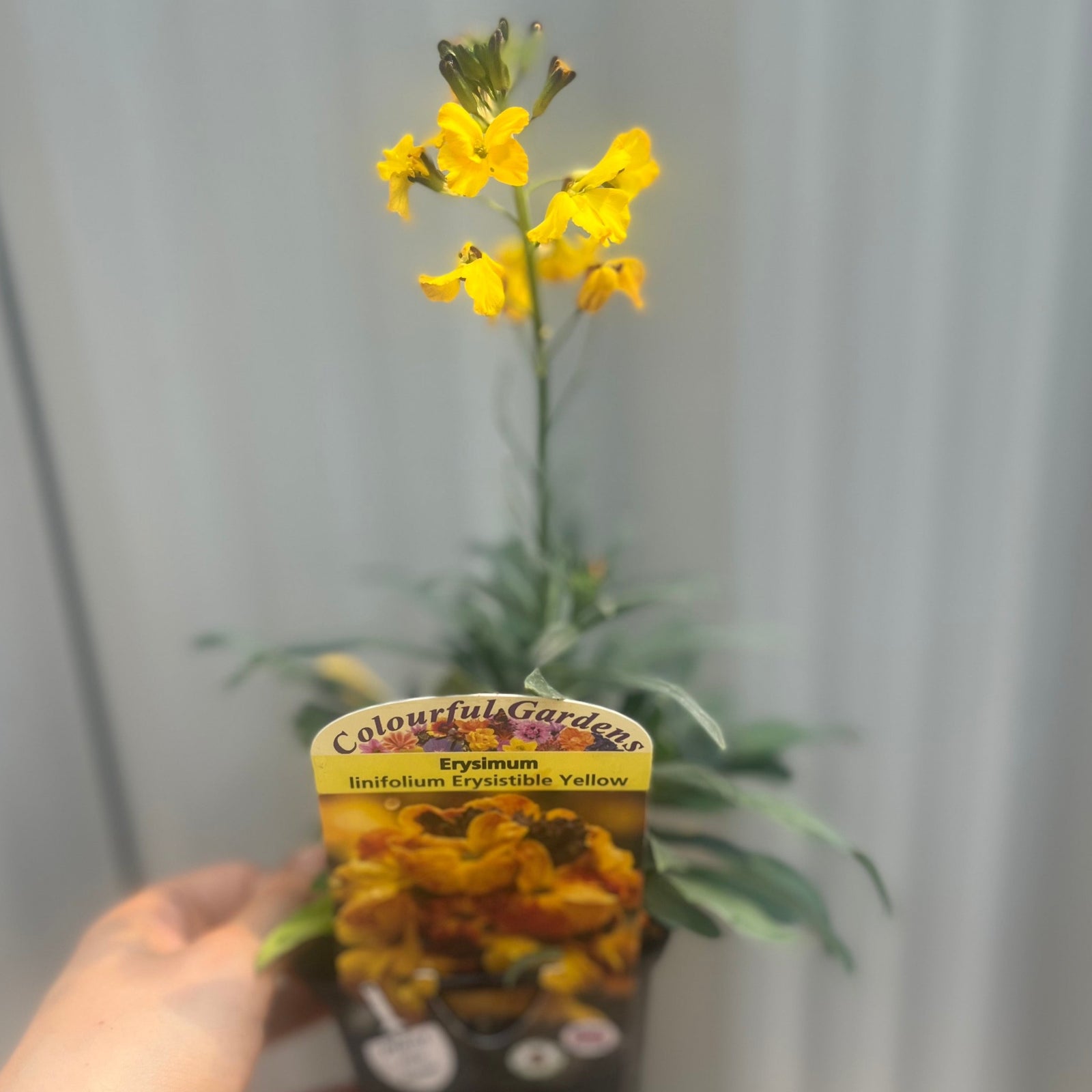 Erysimum linifolium 'Erysistible Yellow' 9cm features clusters of bright yellow flowers with small petals and green leaves, blooming in sunlight—an evergreen perennial ideal for adding vibrant color to any garden.