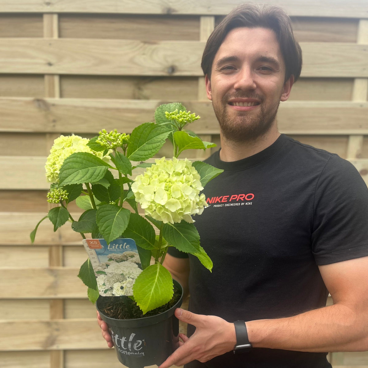 Dwarf Hydrangea | Hydrangea macrophylla &#39;Little White&#39; 2L