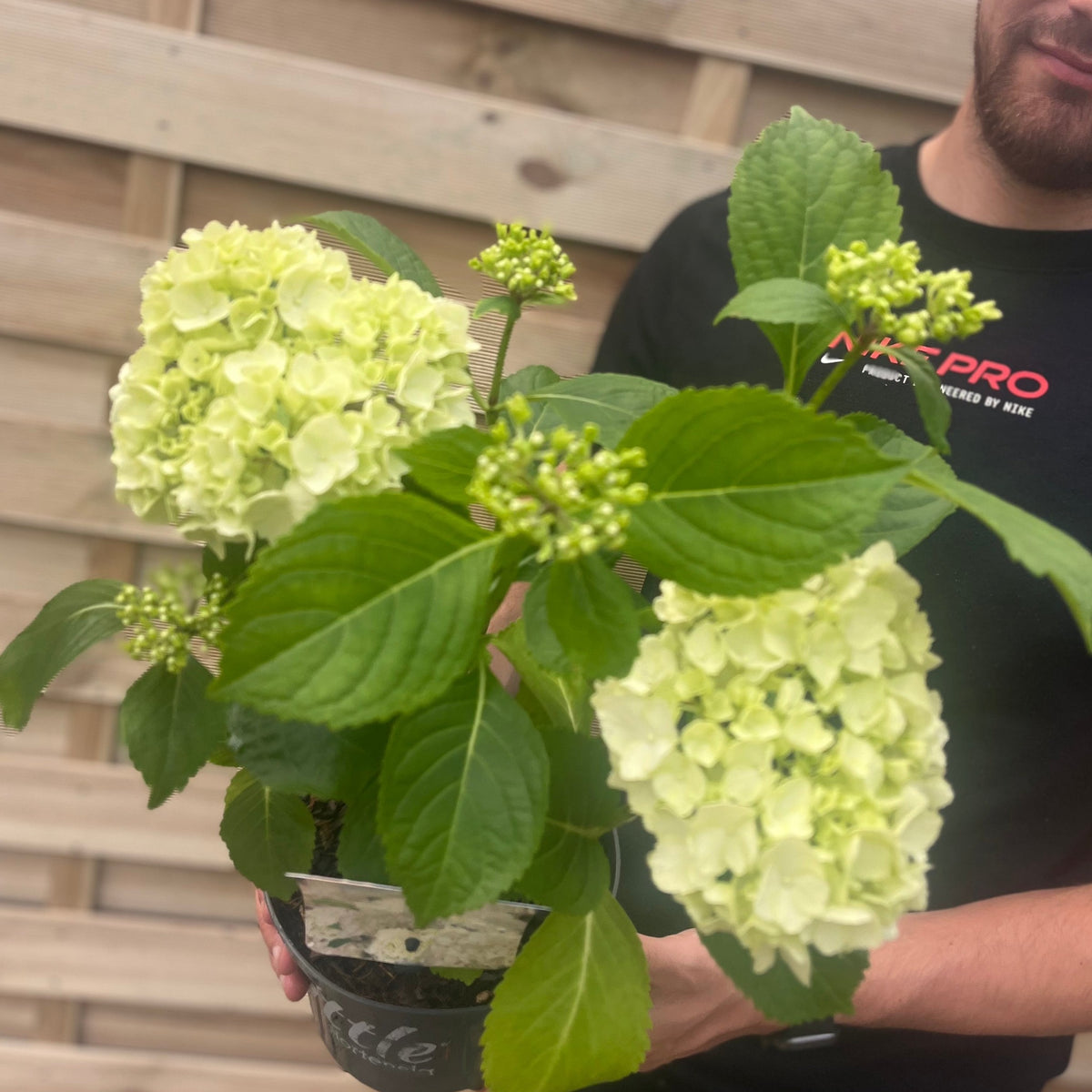 Dwarf Hydrangea | Hydrangea macrophylla &#39;Little White&#39; 2L