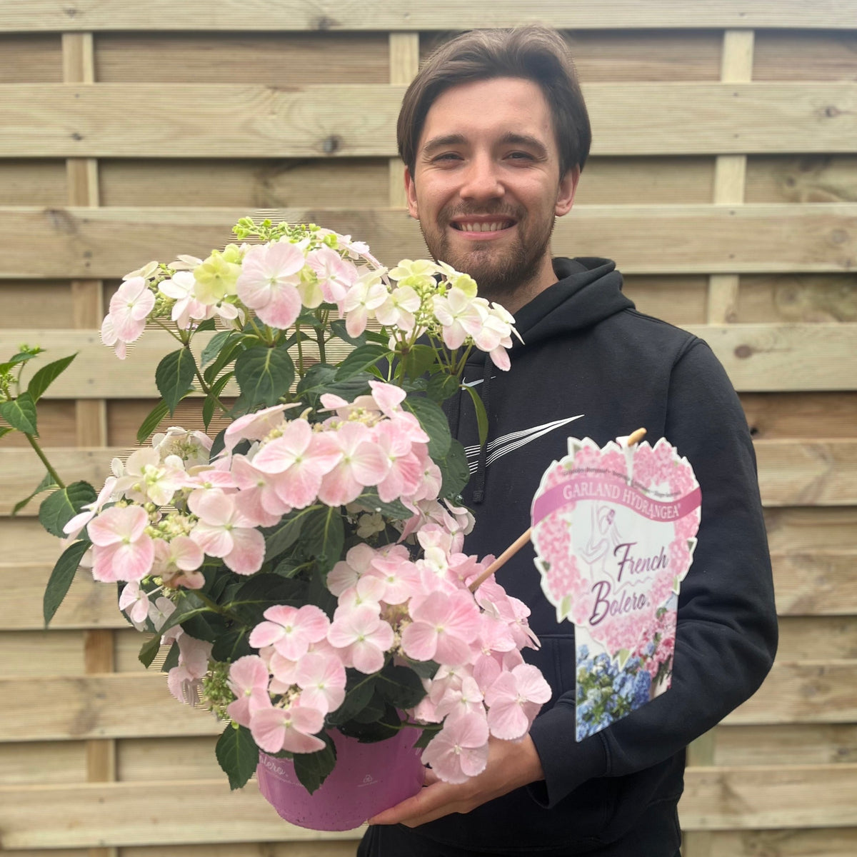 Hydrangea &#39;French Bolero&#39; Pink 3L