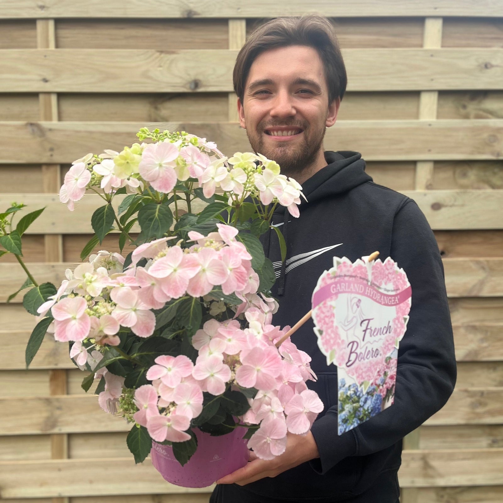 Hydrangea 'French Bolero' Pink 3L