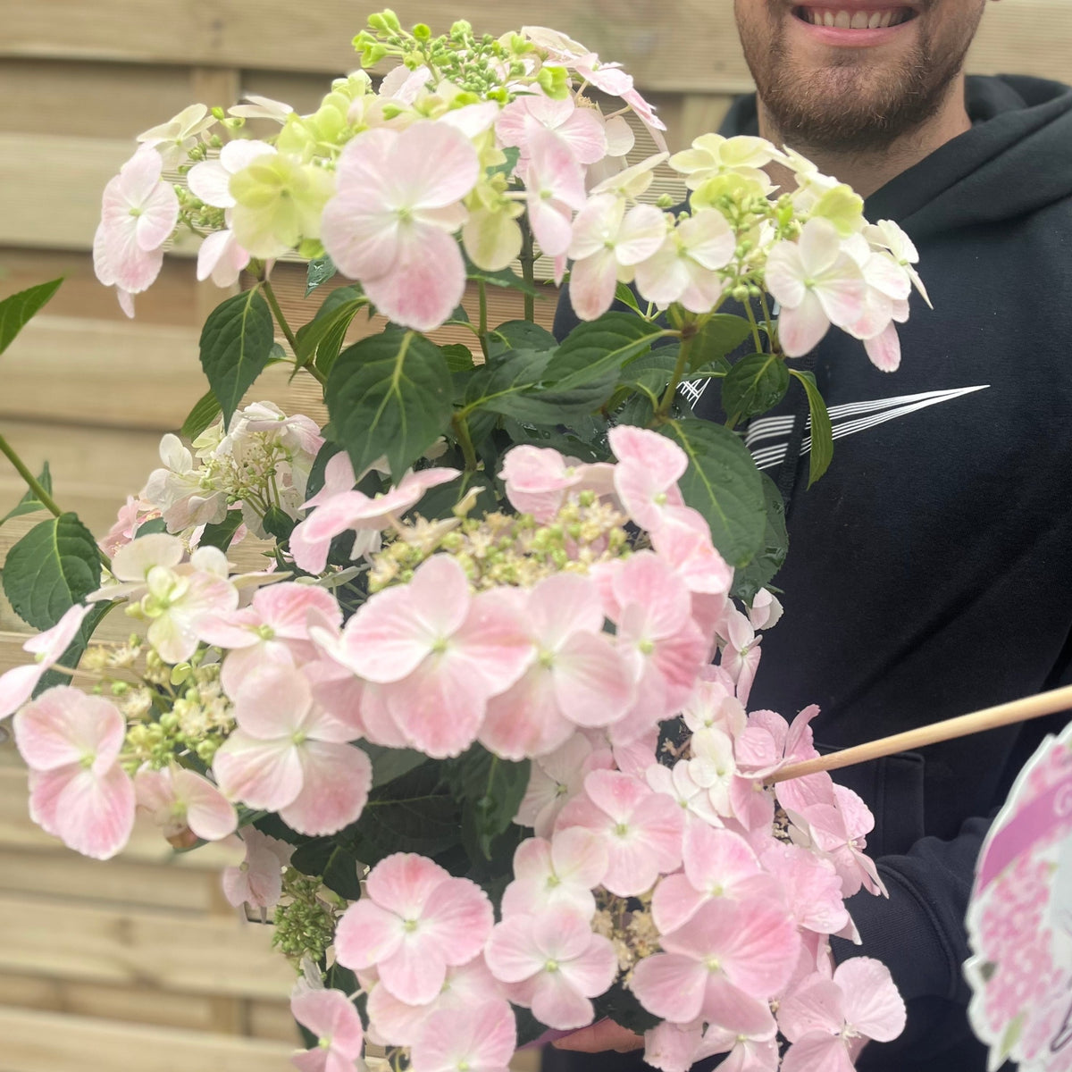 Hydrangea &#39;French Bolero&#39; Pink 3L
