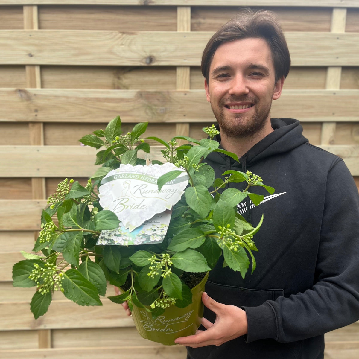 A smiling man in a black hoodie holds a green potted Hydrangea &#39;Runaway Bride&#39;, known for its delicate lace cap flowers, in front of a wooden fence.