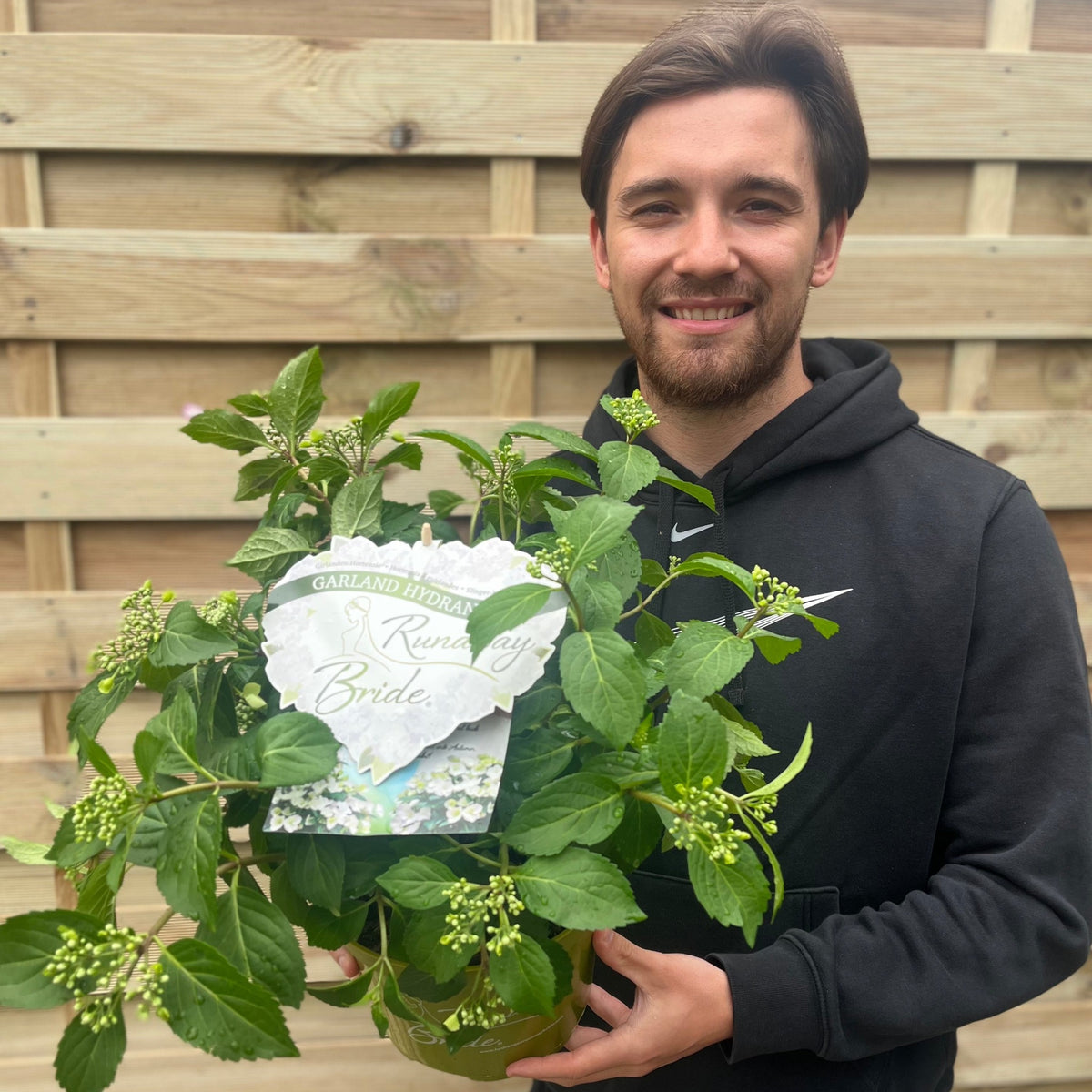 A smiling man in a black hoodie holds a potted Hydrangea &#39;Runaway Bride&#39;, noted for its stunning lace cap blooms, while standing in front of a wooden fence.
