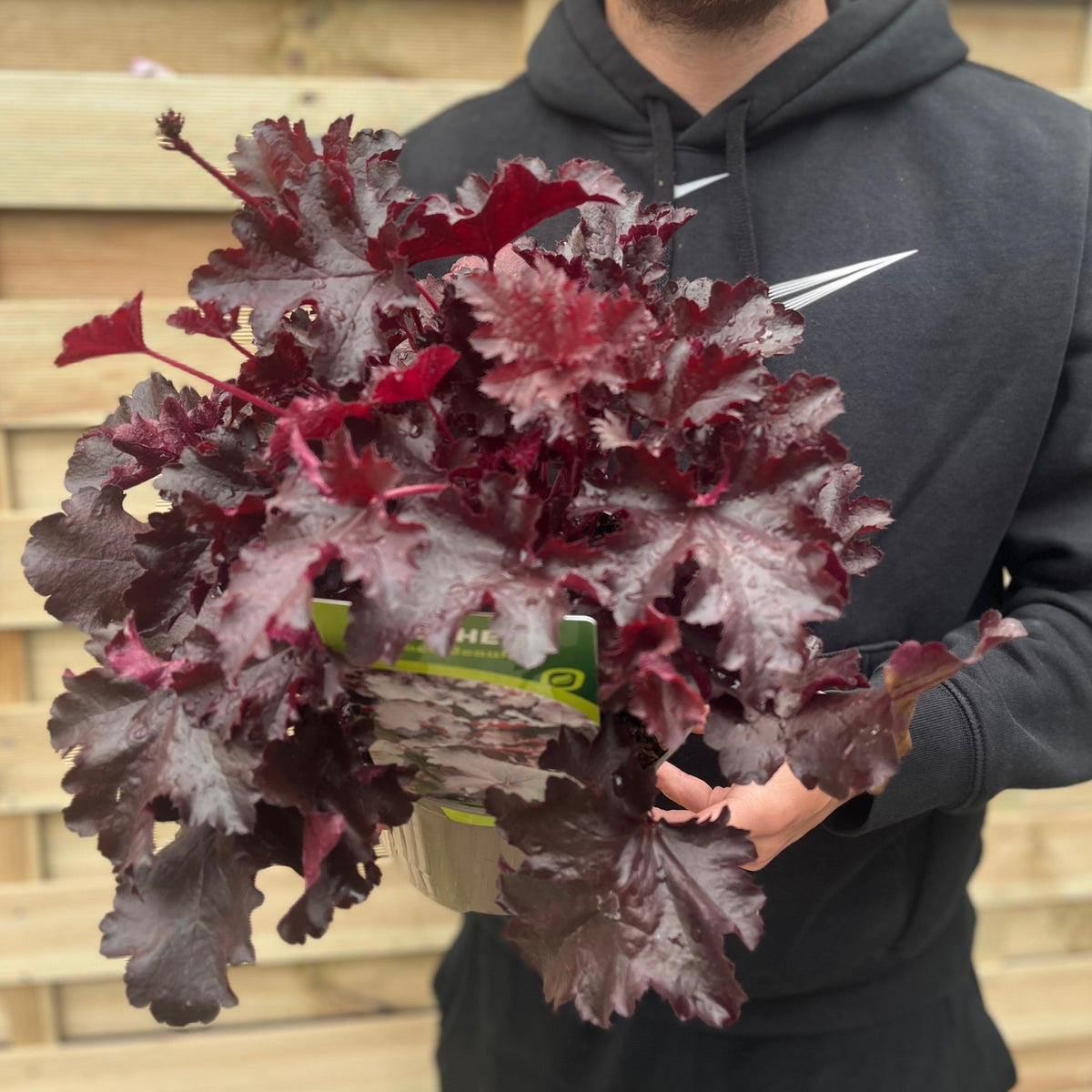 Someone in a black hoodie holds a Heuchera &#39;Black Beauty&#39; 2L; its deep burgundy, ruffled leaves stand out against a wooden fence—an ideal perennial for shaded gardens.