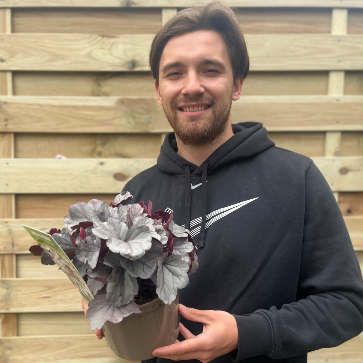 Heuchera &#39;Silverberry&#39; 2L