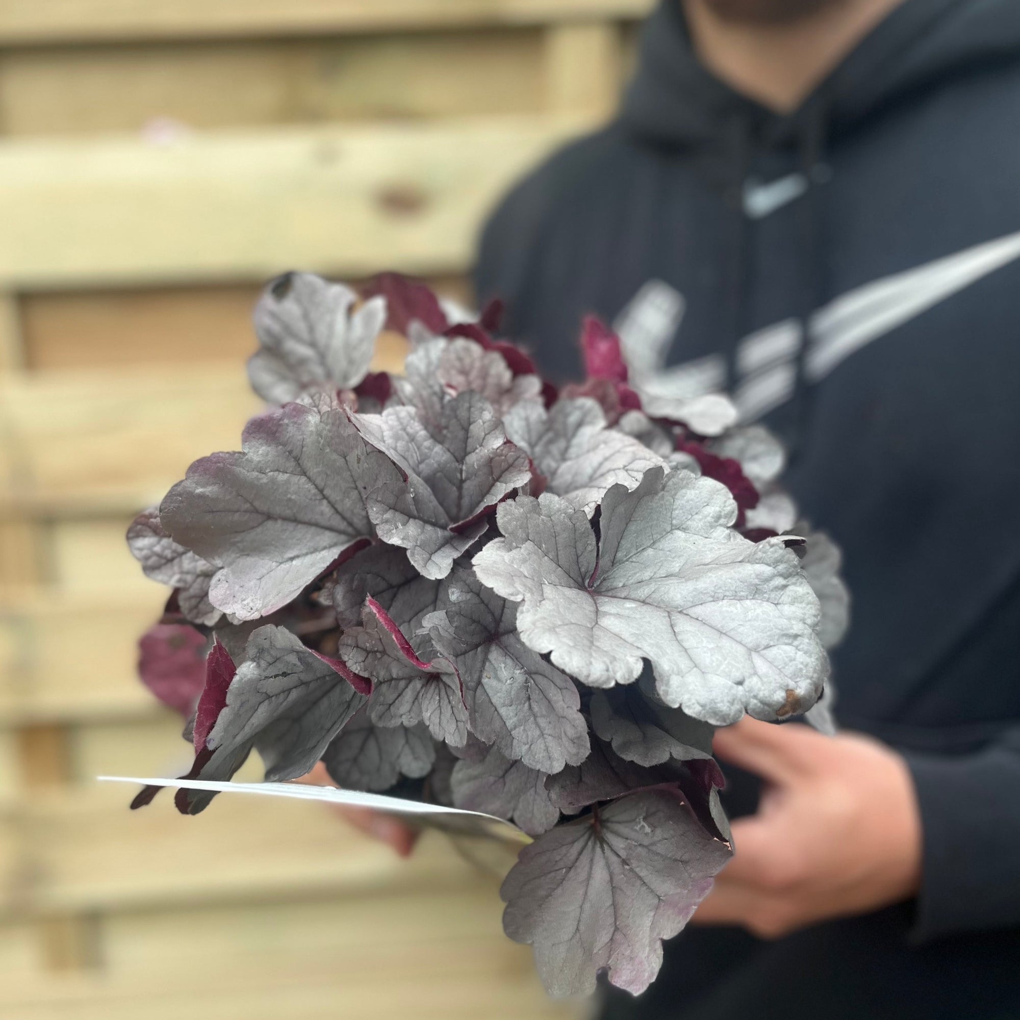 Heuchera 'Silverberry' 2L