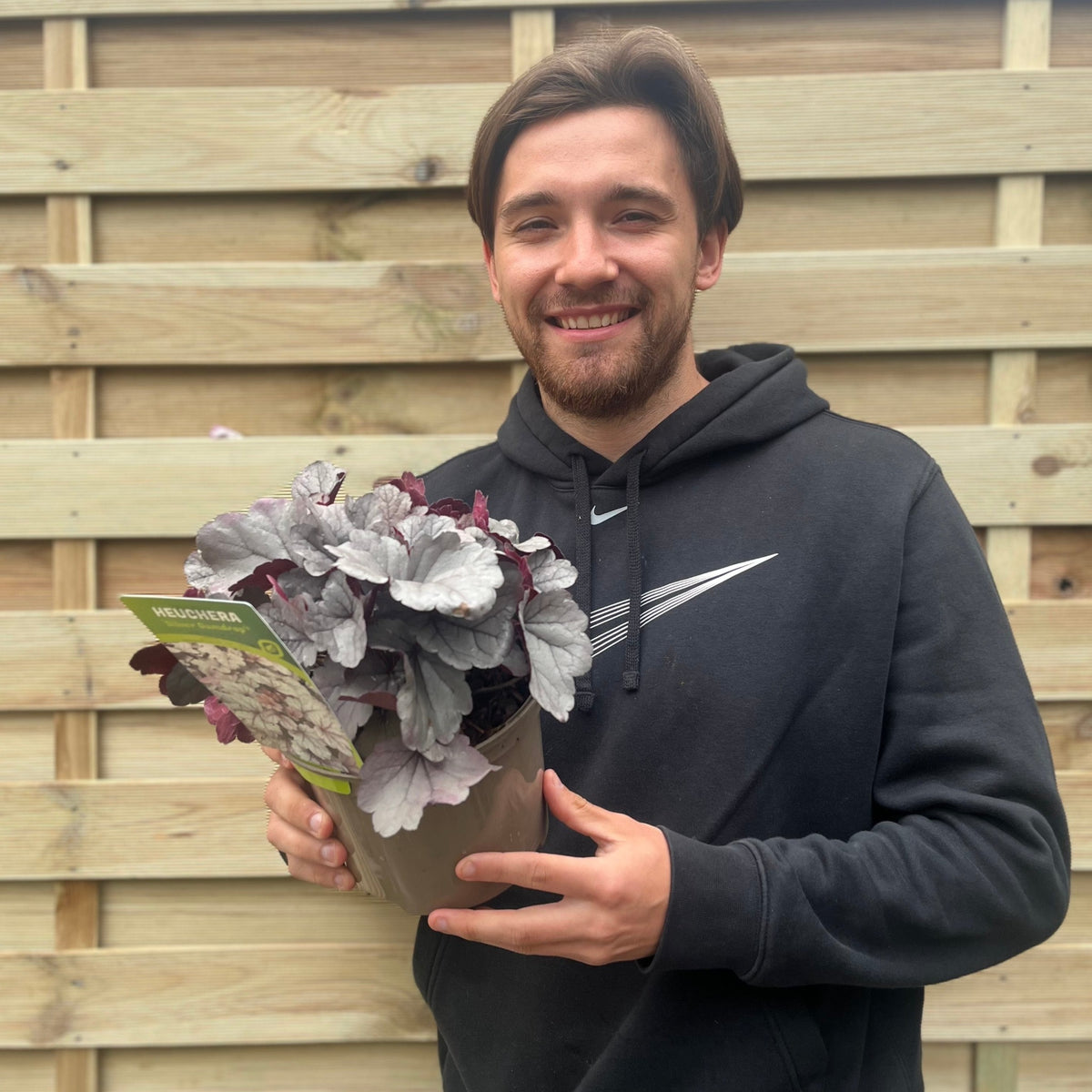 Heuchera &#39;Silver Gumdrop&#39; 2L