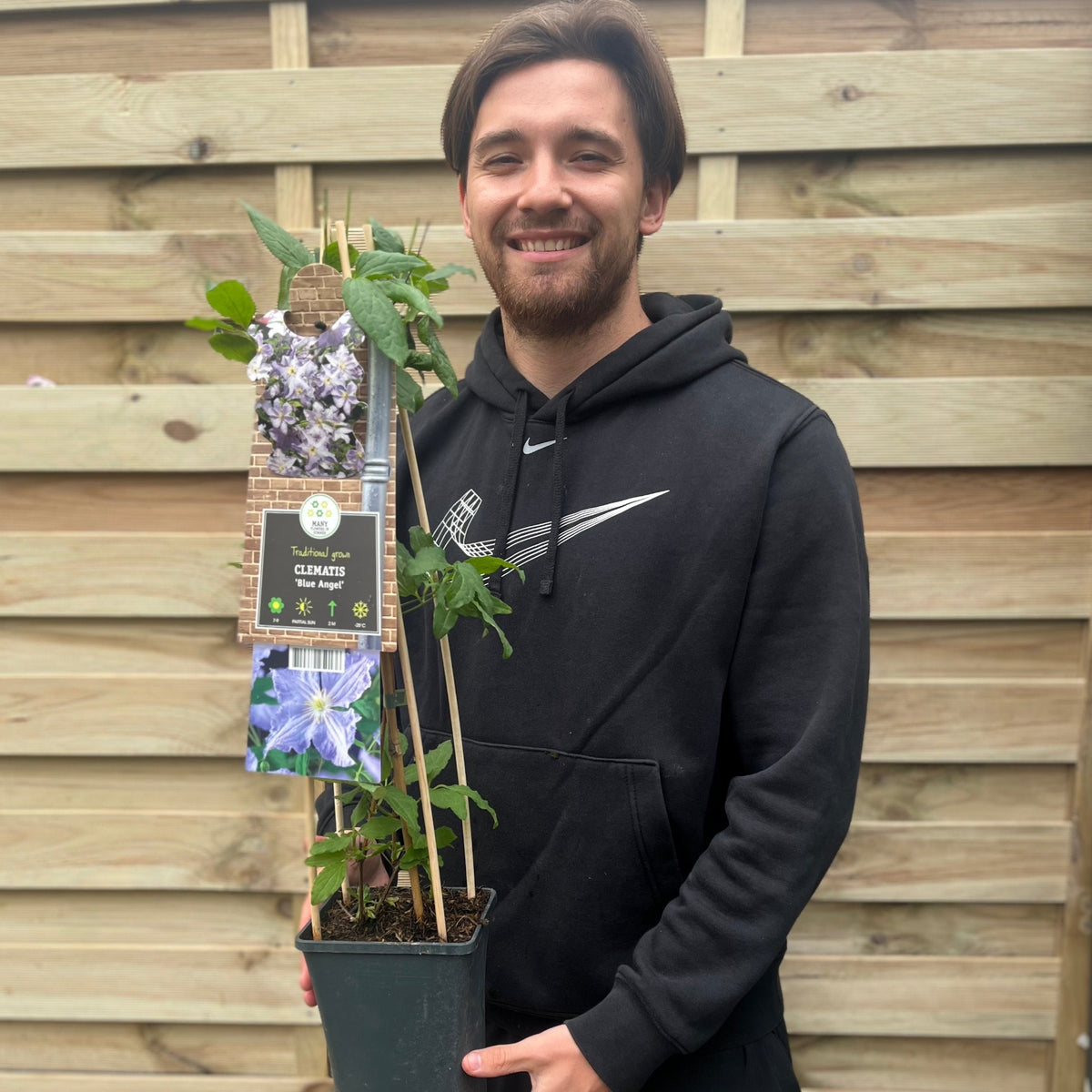 Clematis &#39;Blue Angel&#39; 60cm