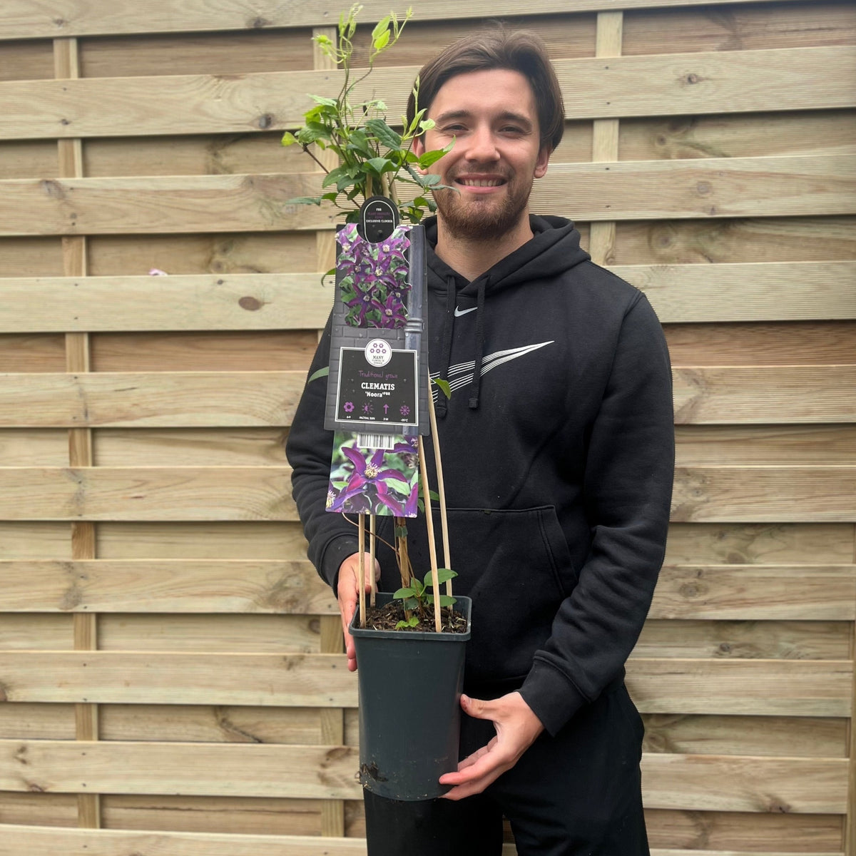 Clematis &#39;Noora&#39; 70cm