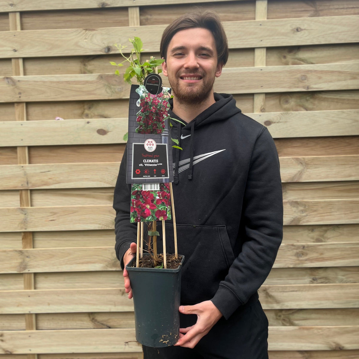 A person in a black hoodie smiles, holding a Clematis &#39;Vitiwester&#39; (Burning Love) 70cm with care instructions by a wooden fence. The plant’s label features burgundy red flowers, highlighting this summer-flowering climber.