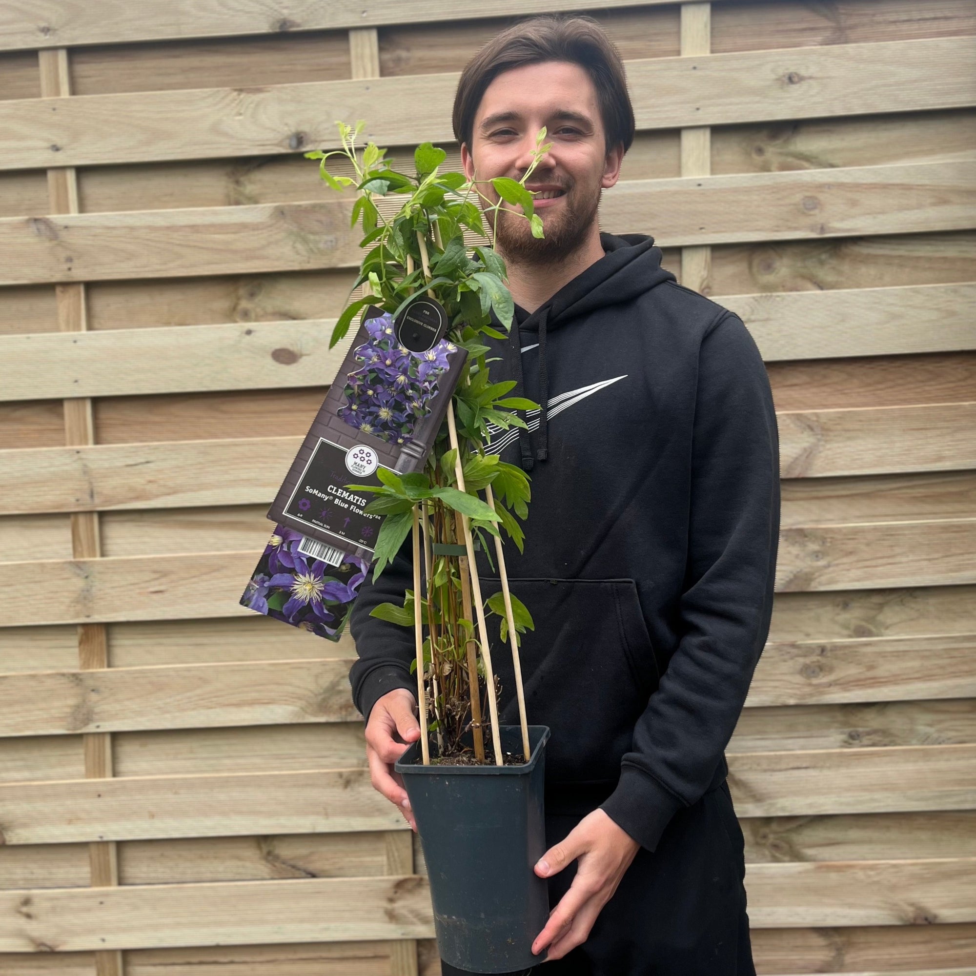 Clematis 'So Many Blue Flowers' 70cm