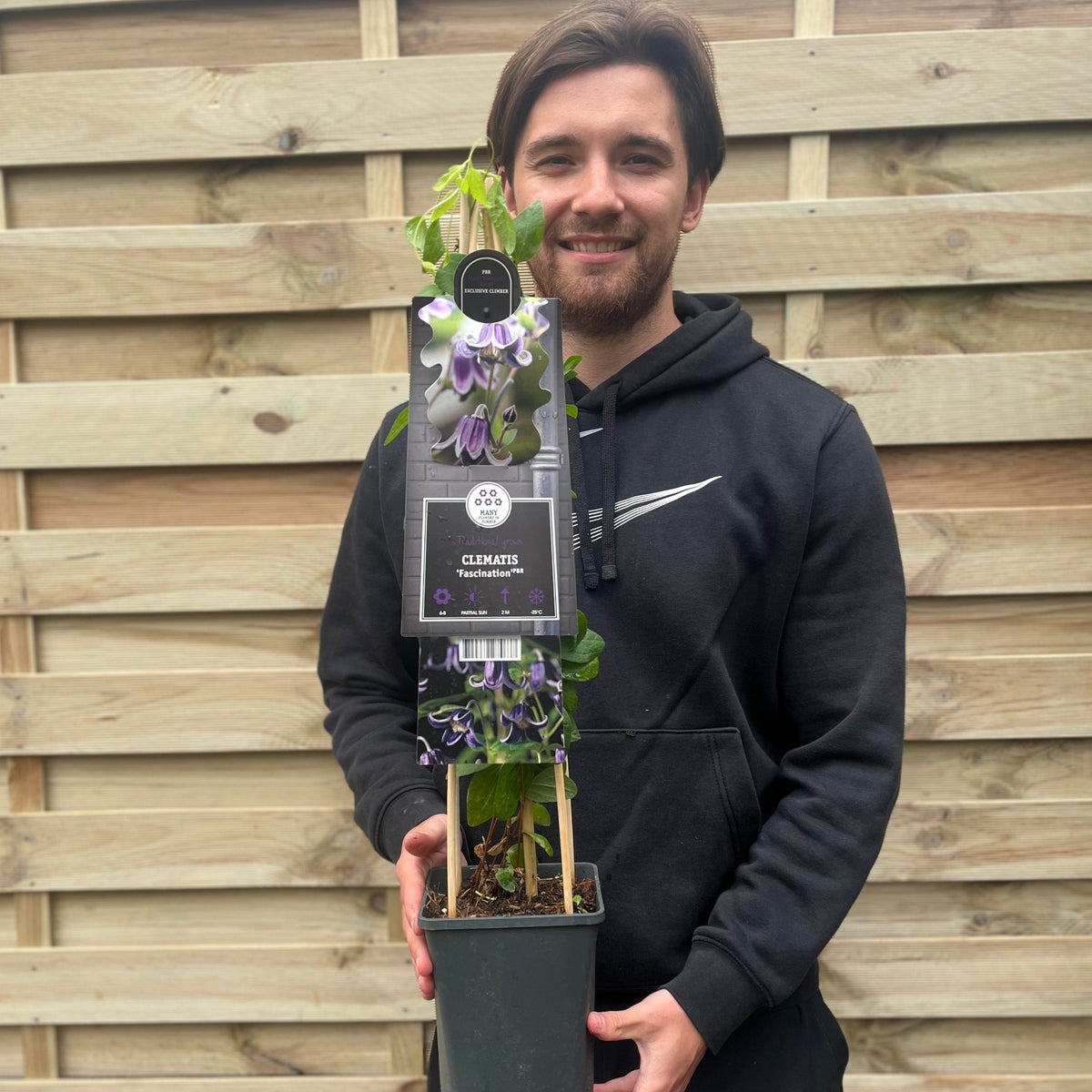 Clematis &#39;Fascination&#39; 70cm