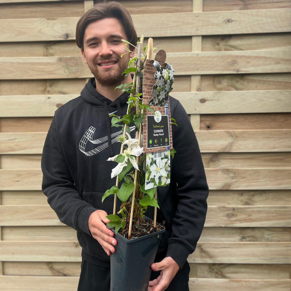 Clematis &#39;Gladys Picard&#39; 70cm