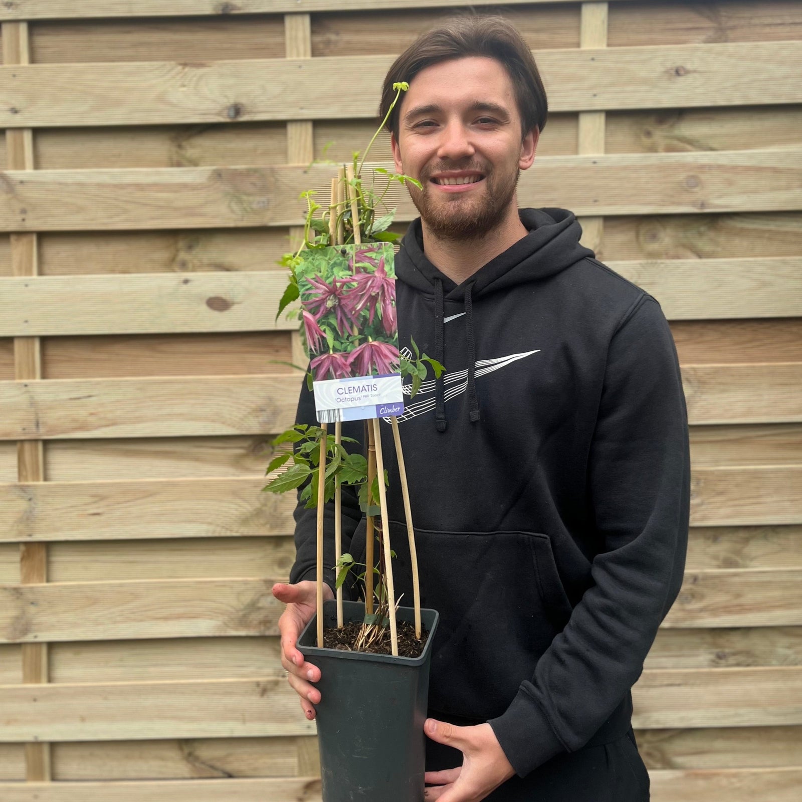 A person in a black hoodie smiles while holding a Clematis macropetala 'Octopus' 70cm, a purple-flowered climber supported by bamboo, standing in front of a wooden fence.